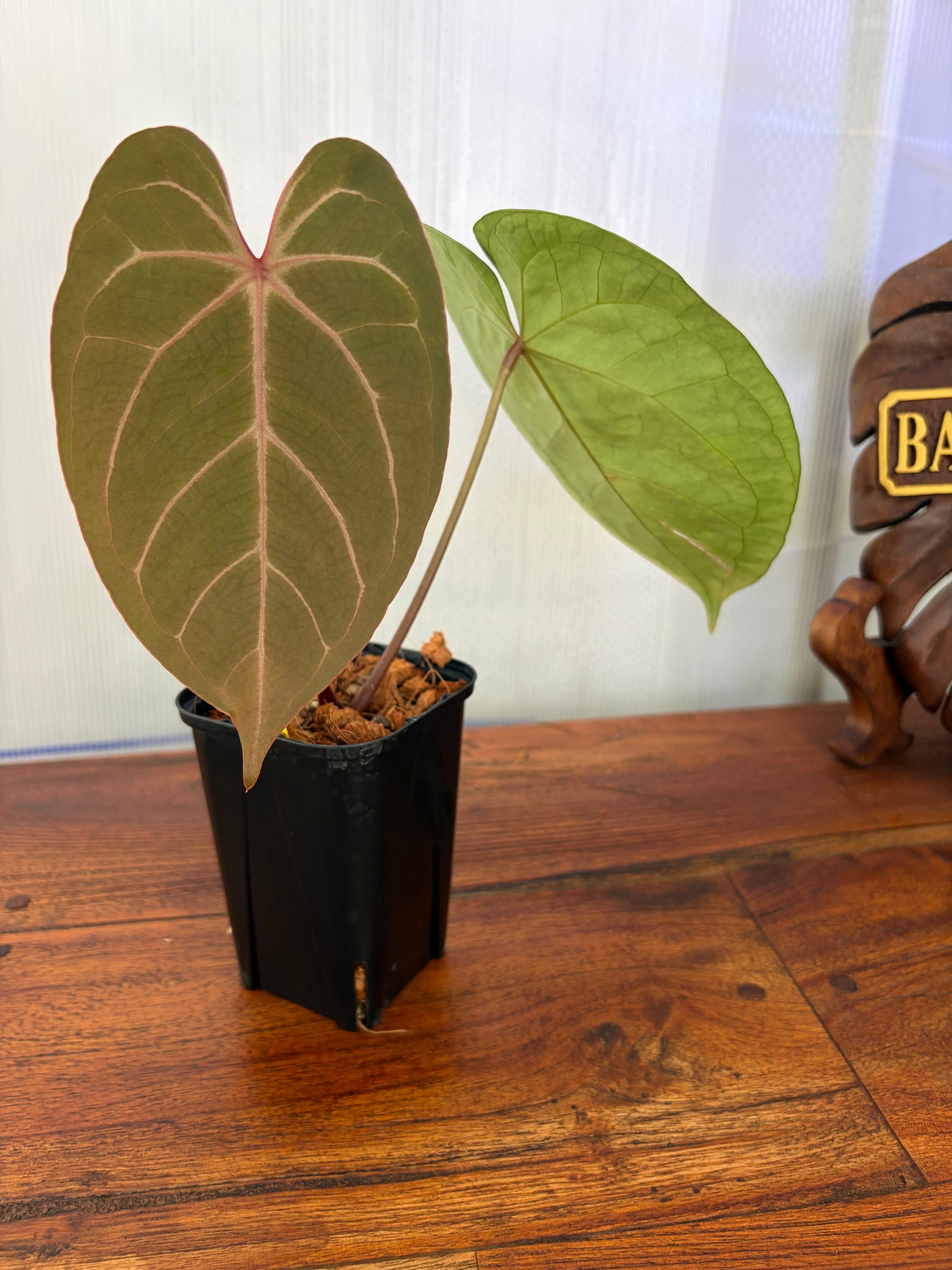 Anthurium | BALI-AN 園芸