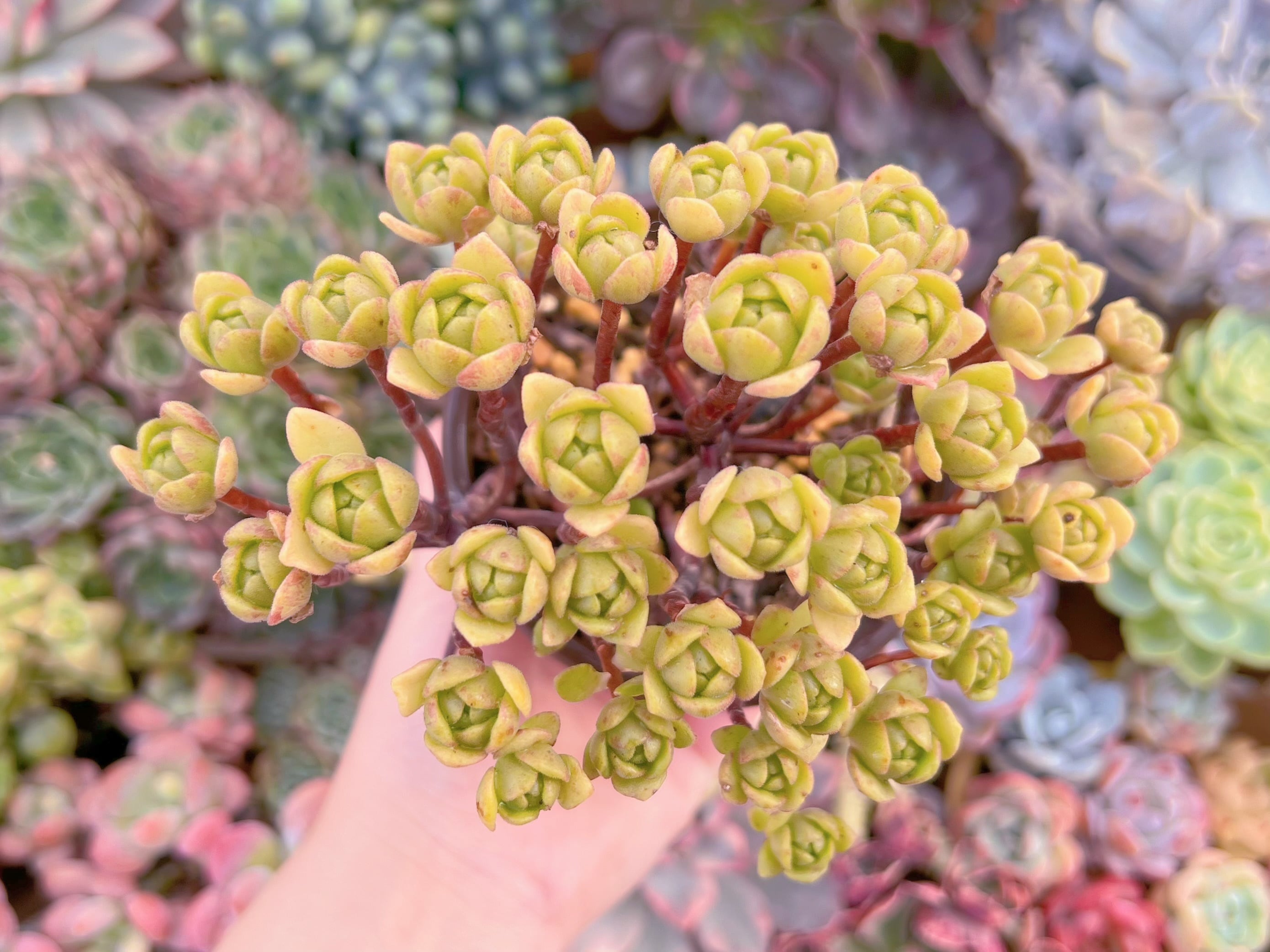 現品　little fox#275　群生　るる農園