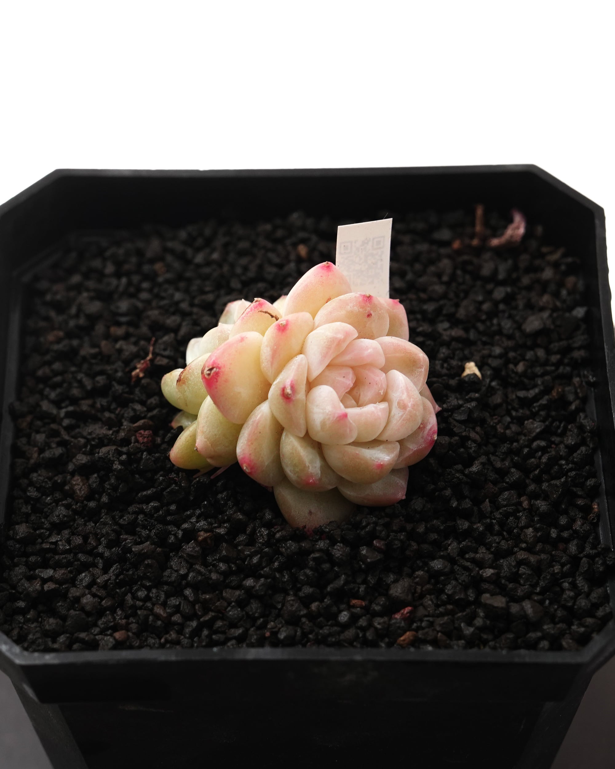 カット苗 ストロベリーキャンディ Echeveria 'Strawberry Candy