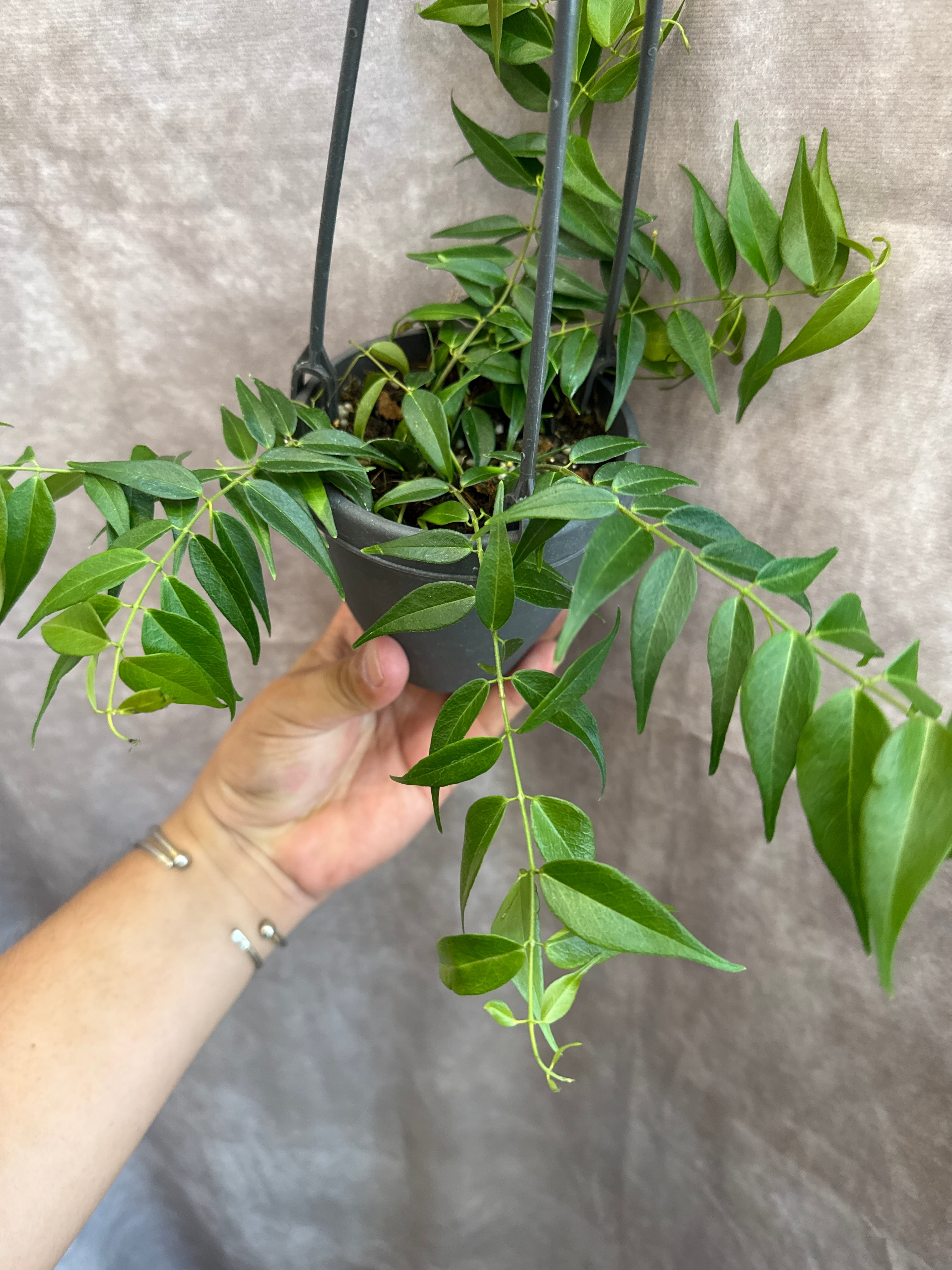 ルーチェさん専用　Hoya ホヤ3種 Hoya Leucantha / ホヤ レウカンサ | Gardenえん 【観葉熱帯植物】