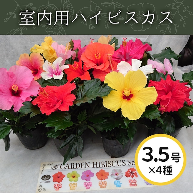 ガ-デンハイビスカス3.5号4色MIX【屋内向け】