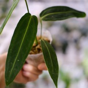 アンスリウム ワロクアーナム / Anthurium Warocqueanum㉒ / 観葉植物<育て方・花言葉>