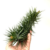 チランジア ストリクタ ストレートフォーム 上作株【249】