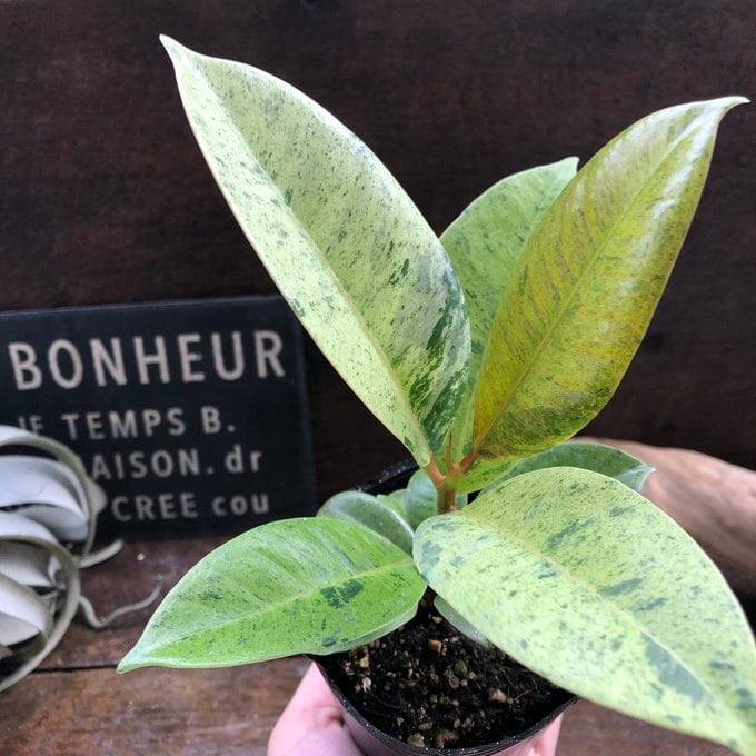 フィカス ジン】☆希少品種 斑入り ゴムの木 観葉植物 3号ポット ミニ