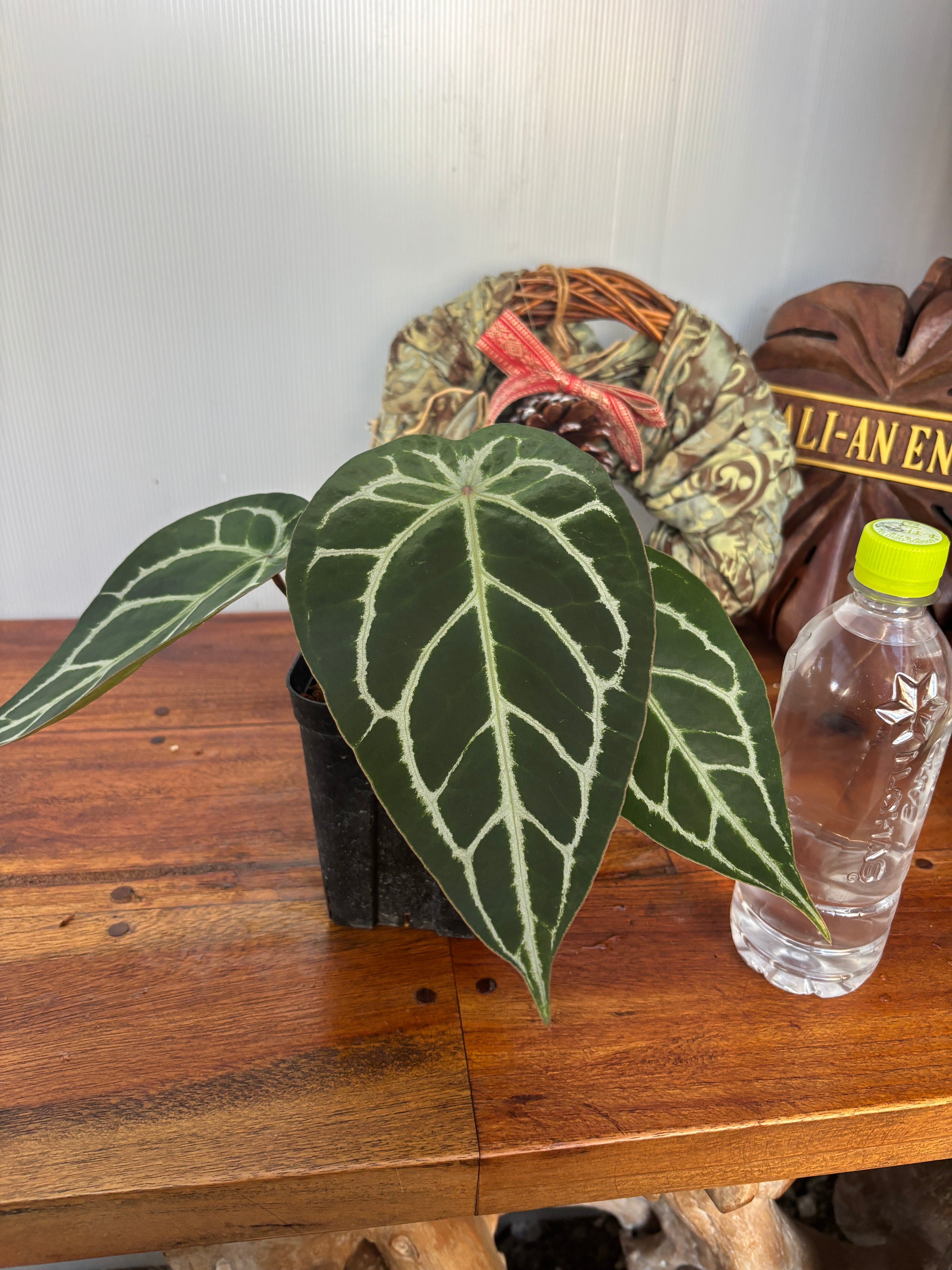 Anthurium | BA PLants