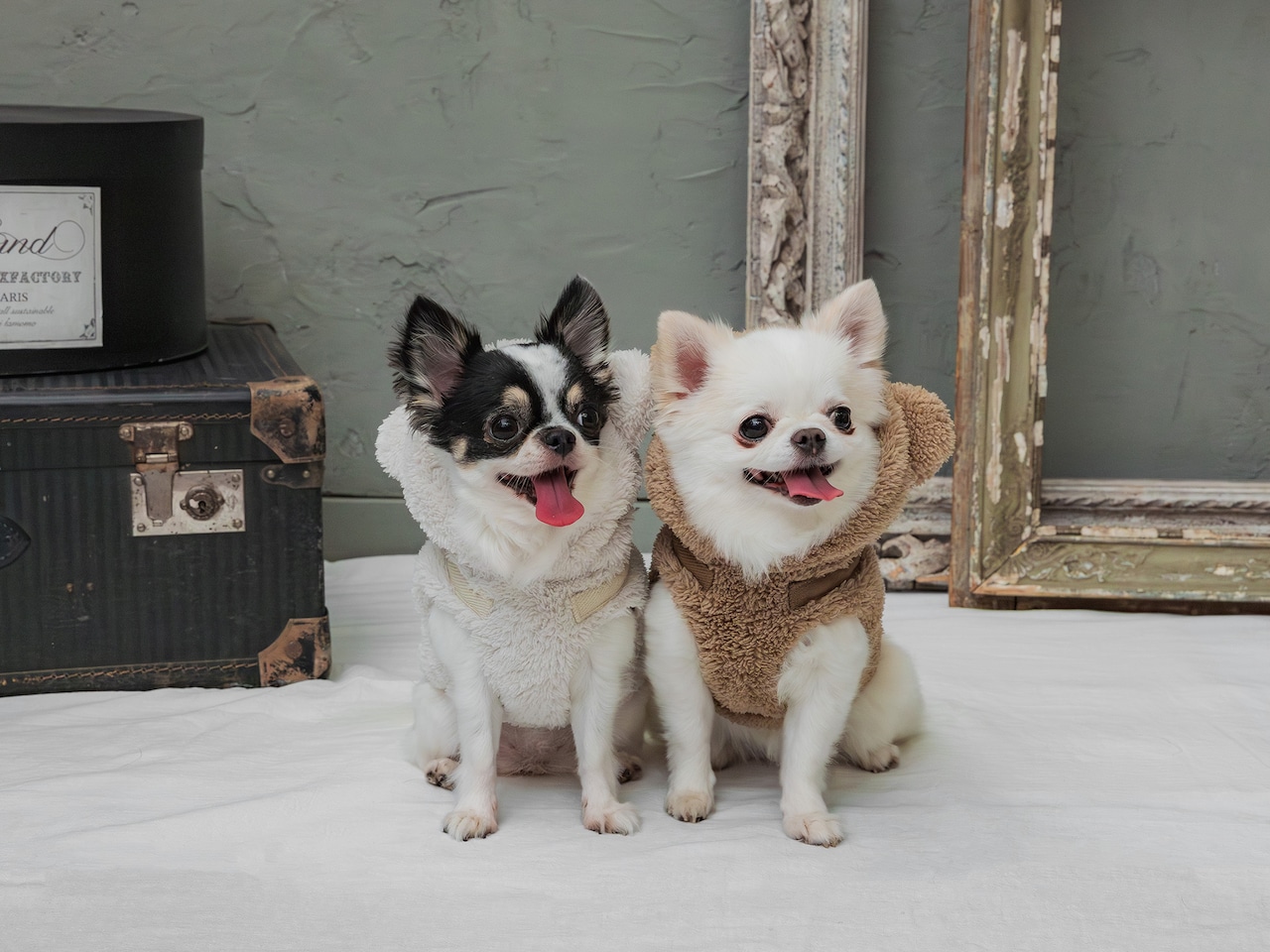 もこもこくまさんハーネス