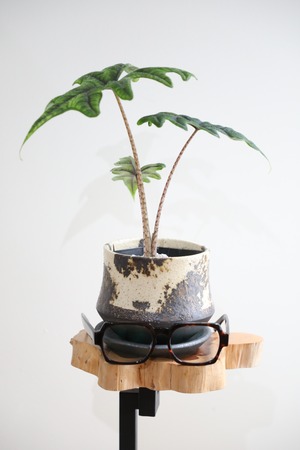 【S】アロカシア ジャックリン/Alocasia jacklyn　※陶器鉢付き