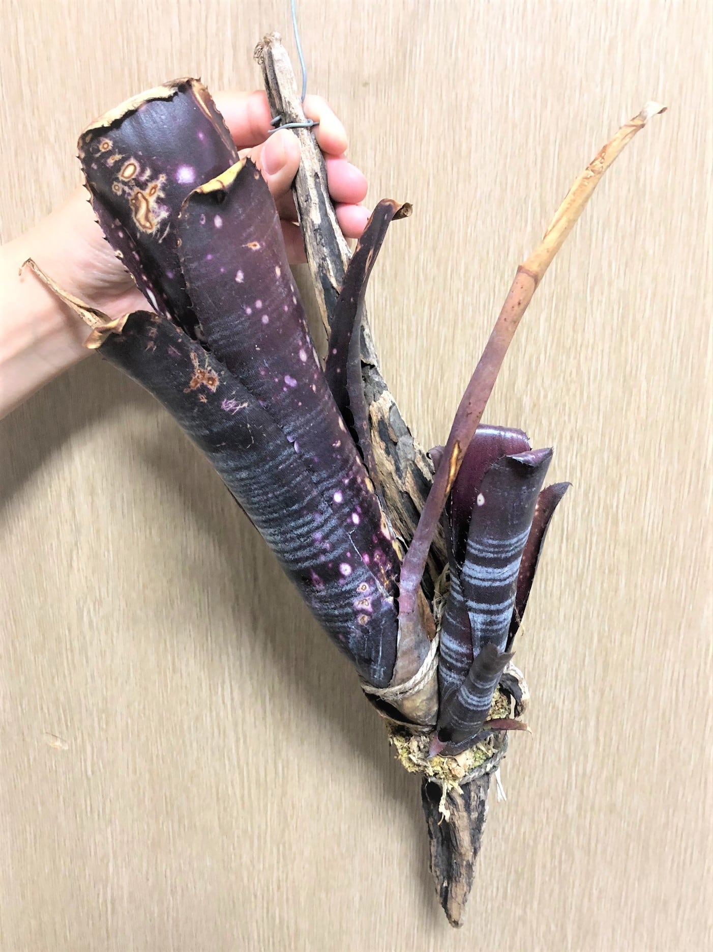 Billbergia 'Darth Vader' ビルベルギア ダースベイダー Billbergia 'Darth Vader' ビルベルギア ダースベイダー