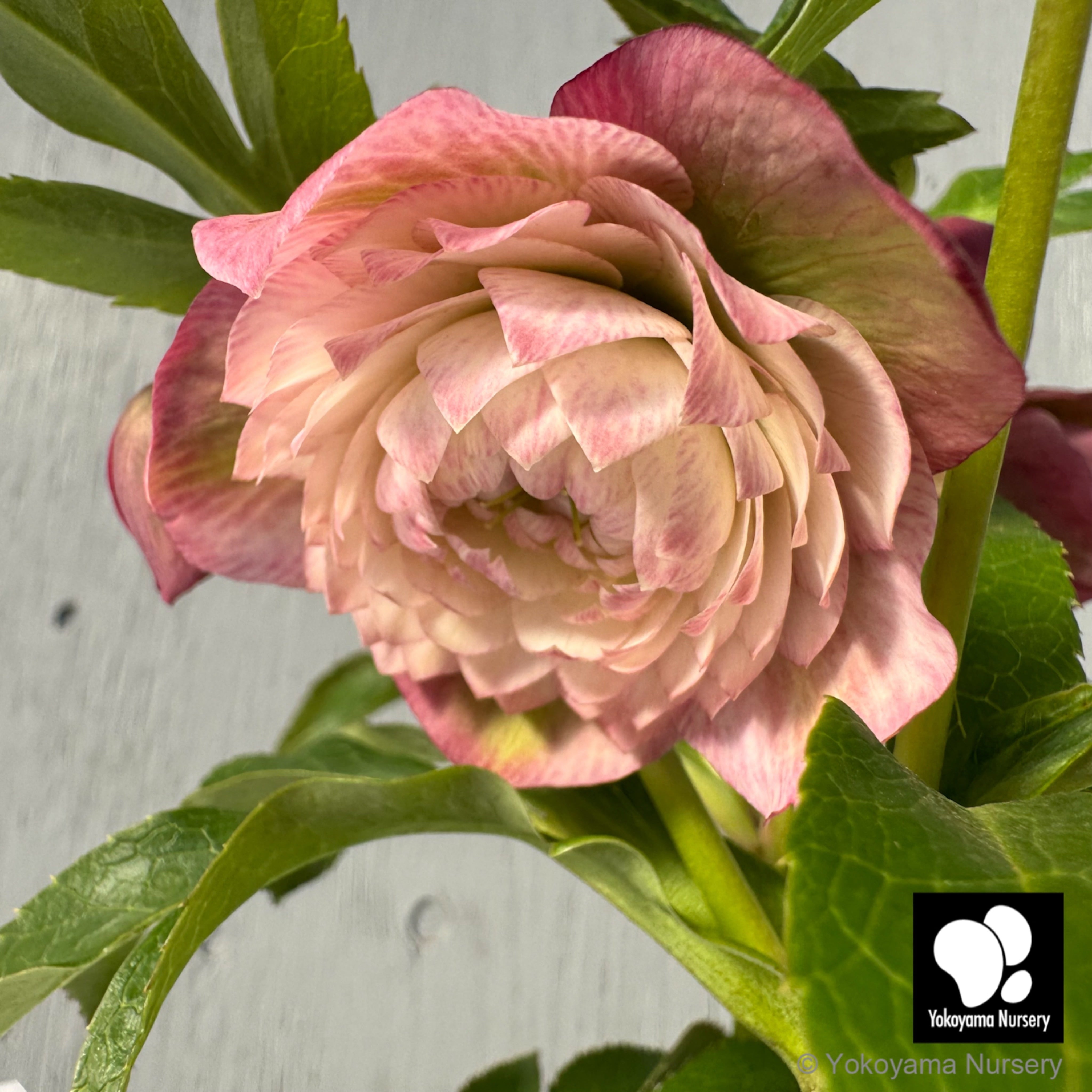 ローズ様 クリスマスローズ 『ダブルホワイトピンク』 28108 | すべての商品