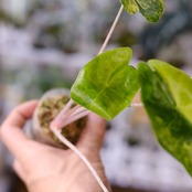 Alocasia Pink Dragon / アロカシア ピンクドラゴン④│観葉植物