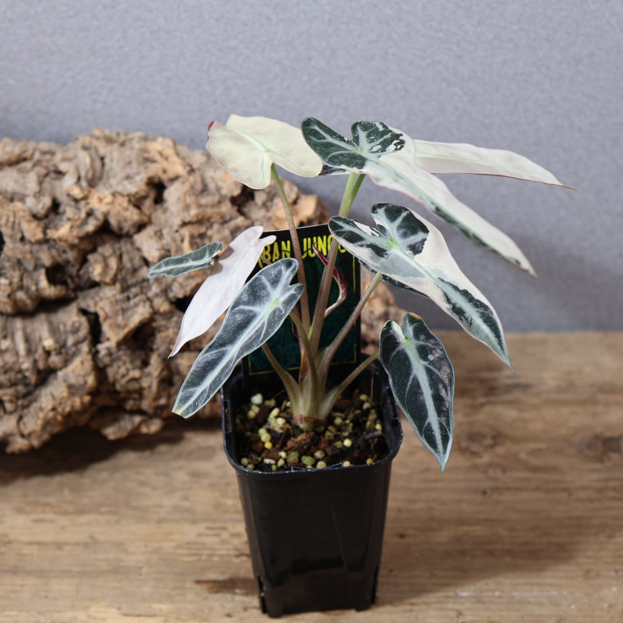 835『urban jungle アロカシア バンビーノ バリエガータ』観葉植物
