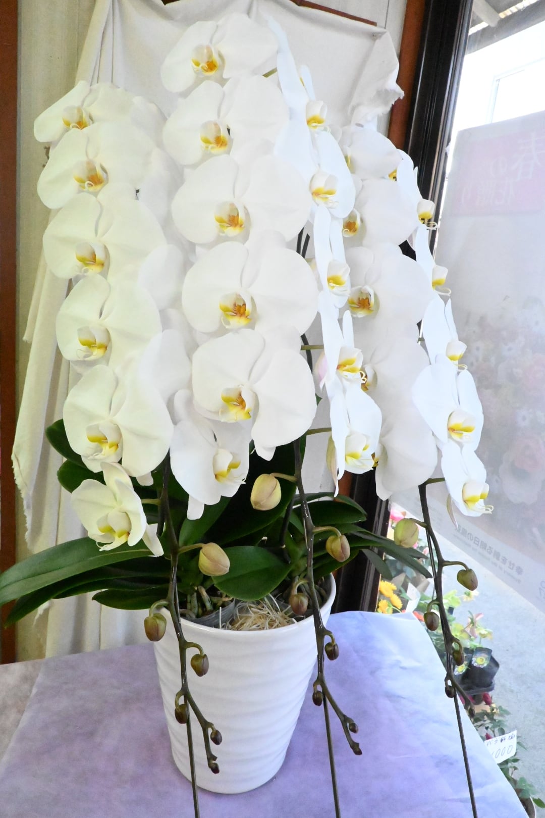 白胡蝶蘭鉢（予約販売品） | 兵庫県丹波篠山市へお届けします しぶや花店
