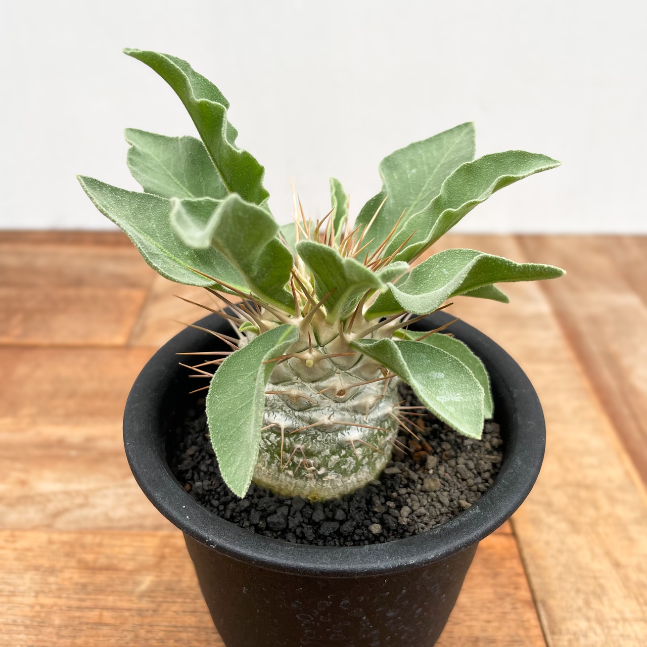 Pachypodium namaquanum【パキポディウム・ナマクアナム・光堂・実生】