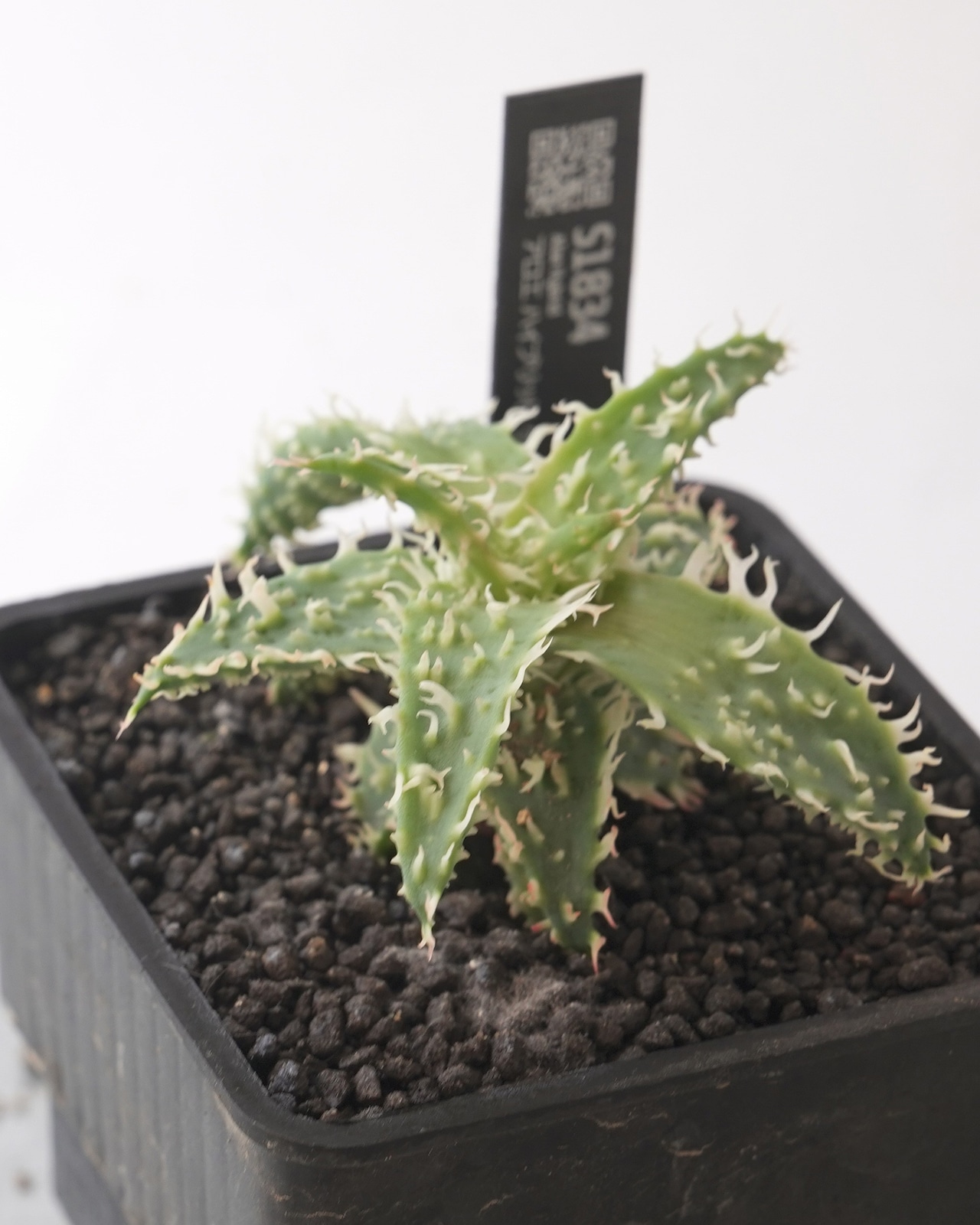 抜き苗 アロエハイブリッド クレイ系 M Aloe Hybrid