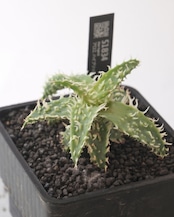 抜き苗 アロエハイブリッド クレイ系 M Aloe Hybrid