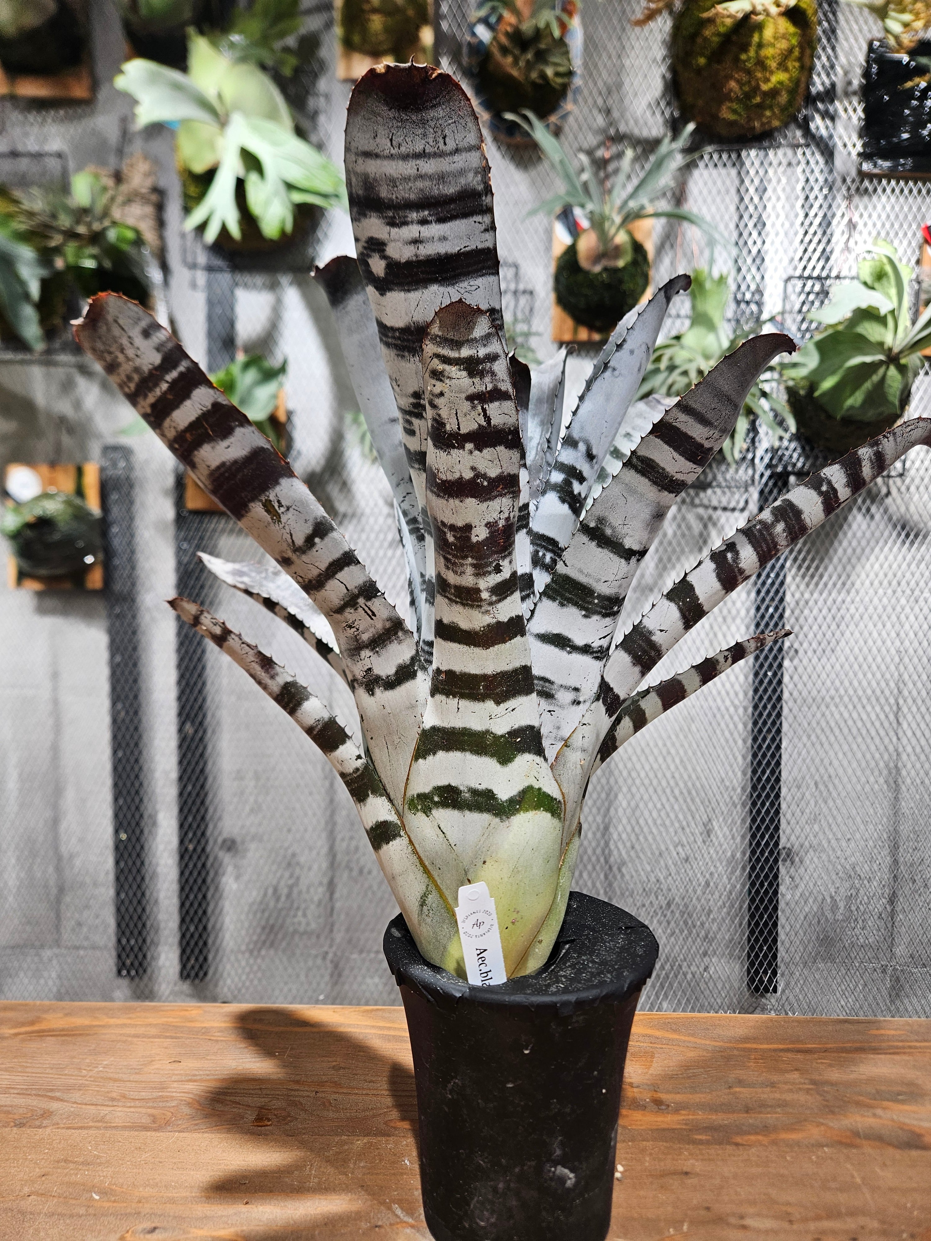 Aechmea chantinii Black Select A1【artPLANTs/PLANTS GARAGE