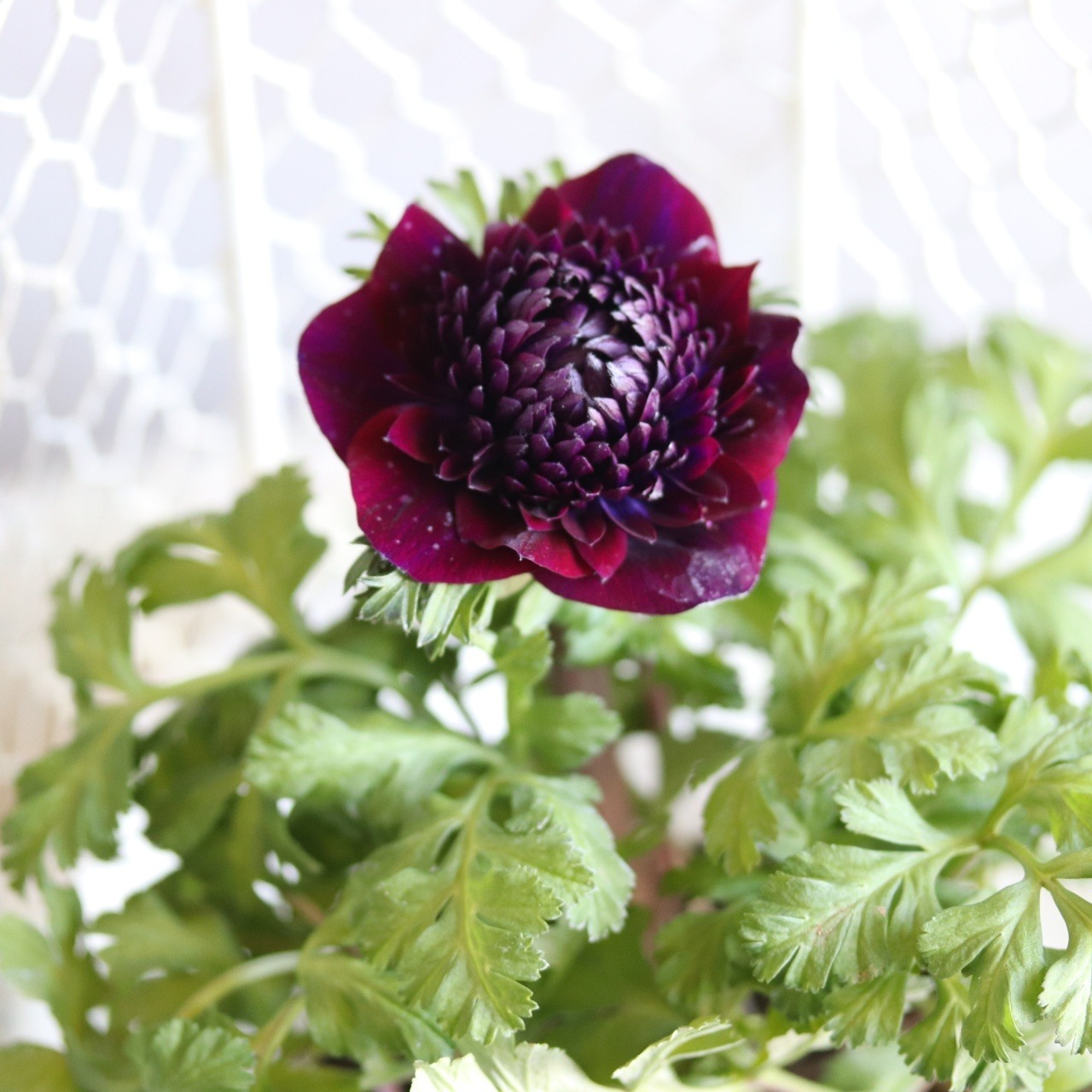 アネモネ　ファネモス　ダブルルージュ　春のお花　球根　可愛い　女性人気