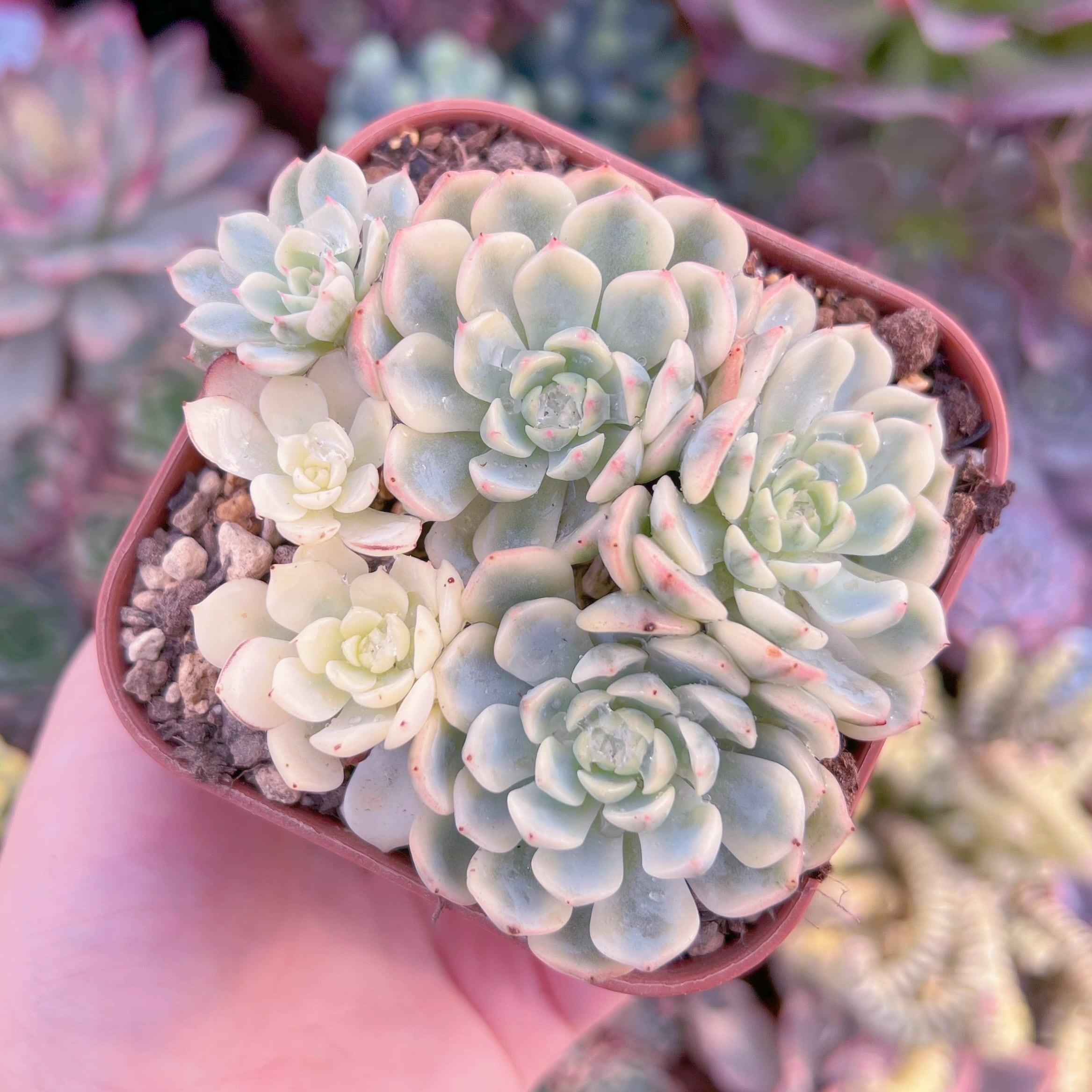 現品　ホワイトミニマ錦#664　群生　るる農園