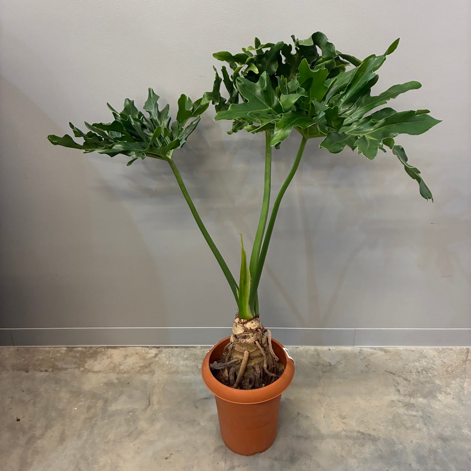 Aechmea disjuncta | PAY ID