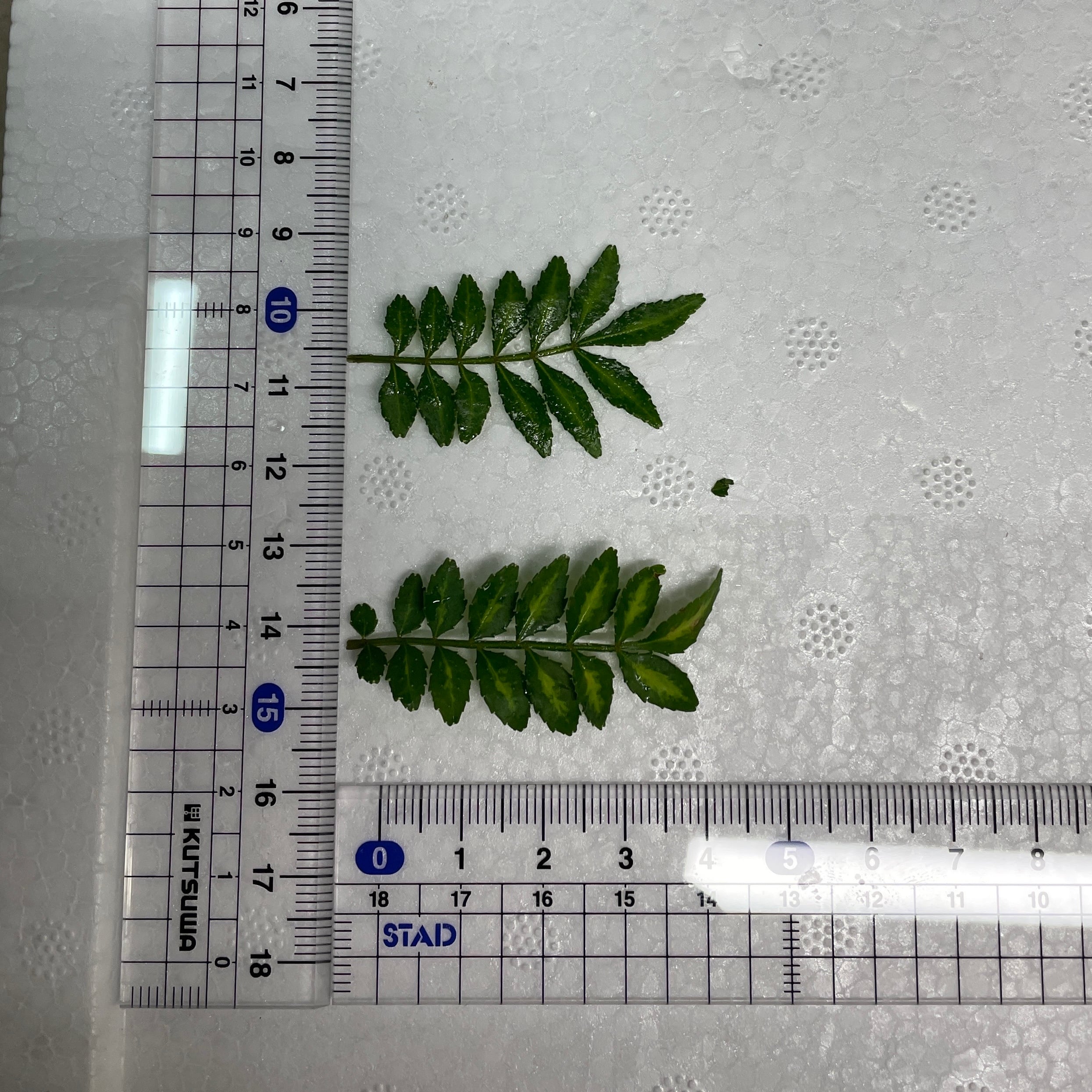 山椒の葉　木の芽1キロ 国産・無農薬】木の芽（山椒の葉）｜料理用｜クール便発送 | tokusashop