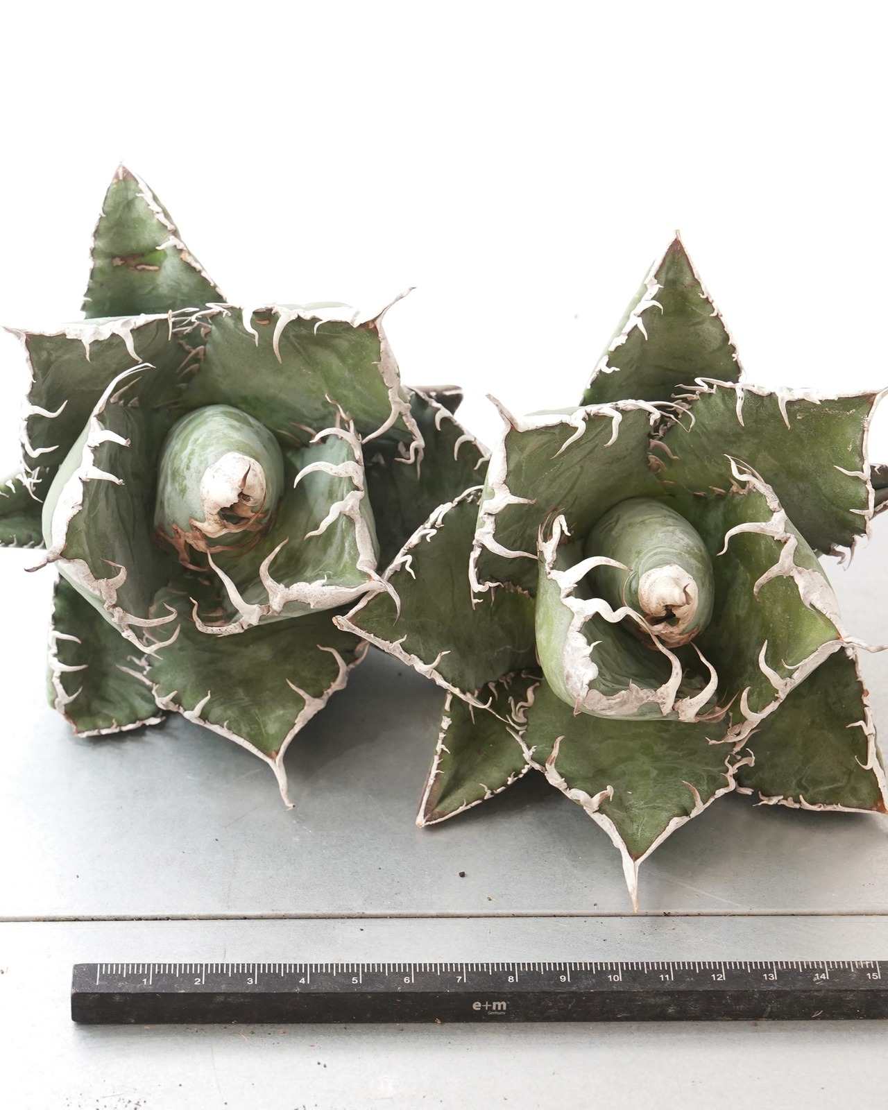 カット苗 アガベ チタノタ 悪魔くん 大株 Agave titanota 'Bakemono'