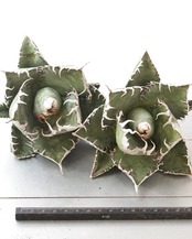カット苗 アガベ チタノタ 悪魔くん 大株 Agave titanota 'Bakemono'