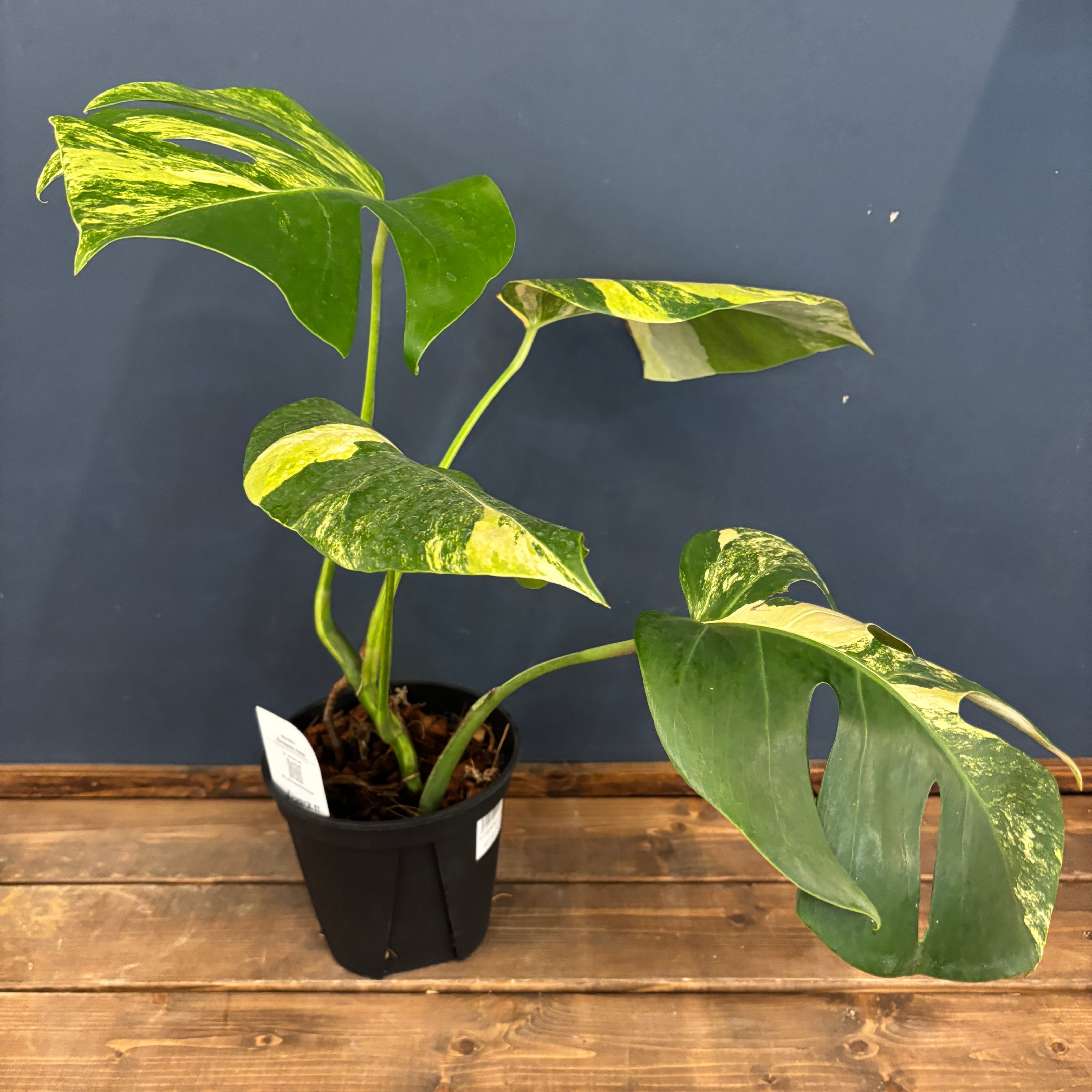 【本日限定】モンステラ ボルシギアナ オーレア 7枚葉 本日限定】モンステラ ボルシギアナ オーレア 7枚葉 モンステラ