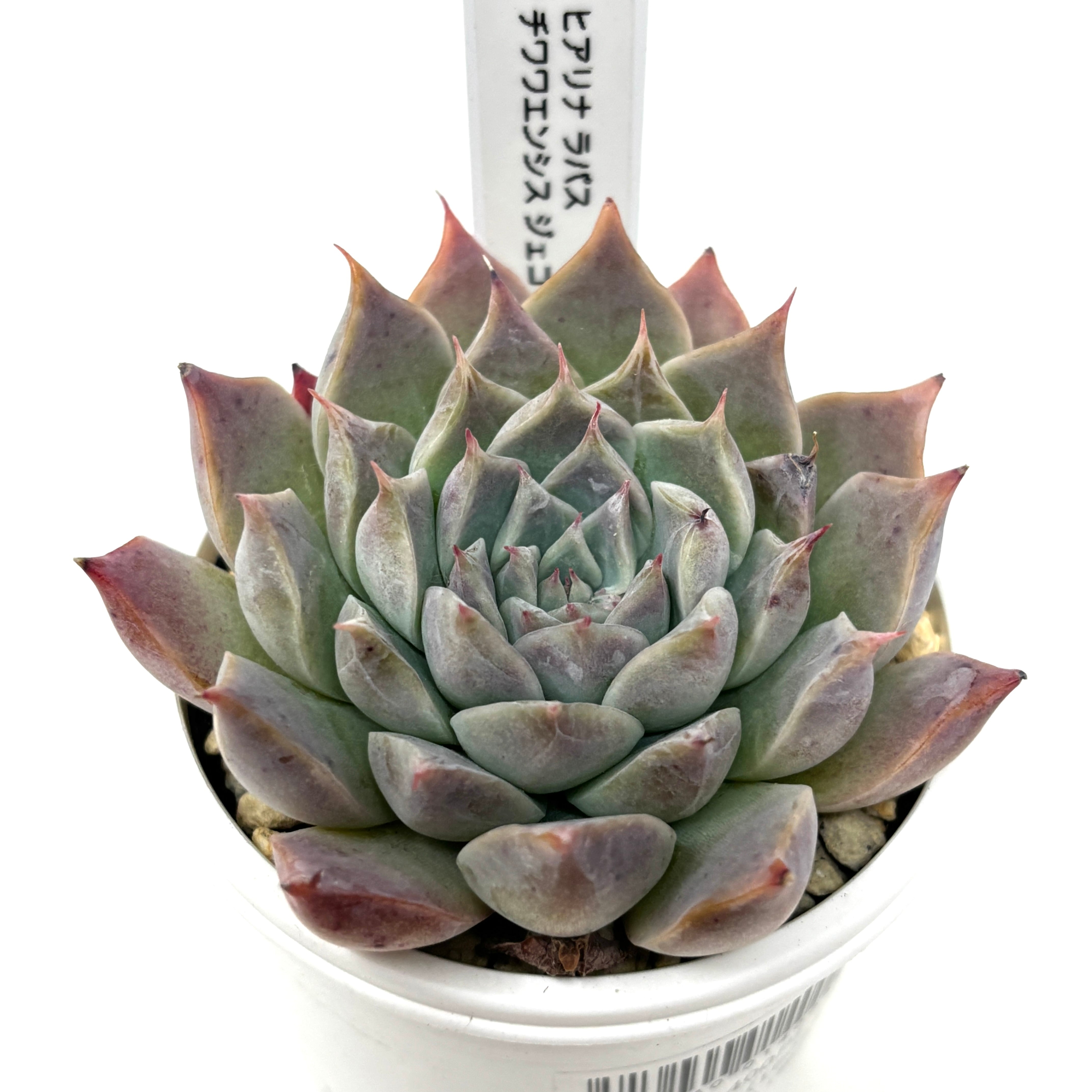 marumocoさん苗 エケベリア ♀ヒアリナラパス × ♂チワワエンシスジェコラ【794】