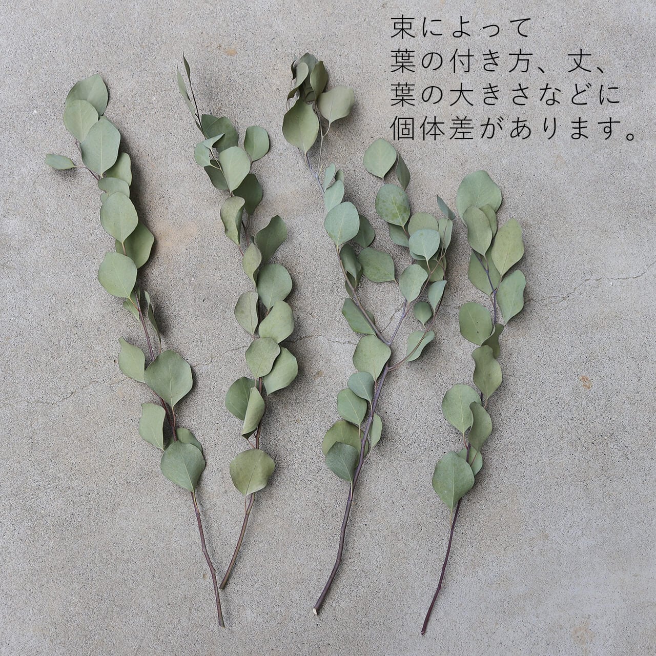 ユーカリ ポポラスリーフ/ドライフラワー | 富良野 花七曜 | ドライ