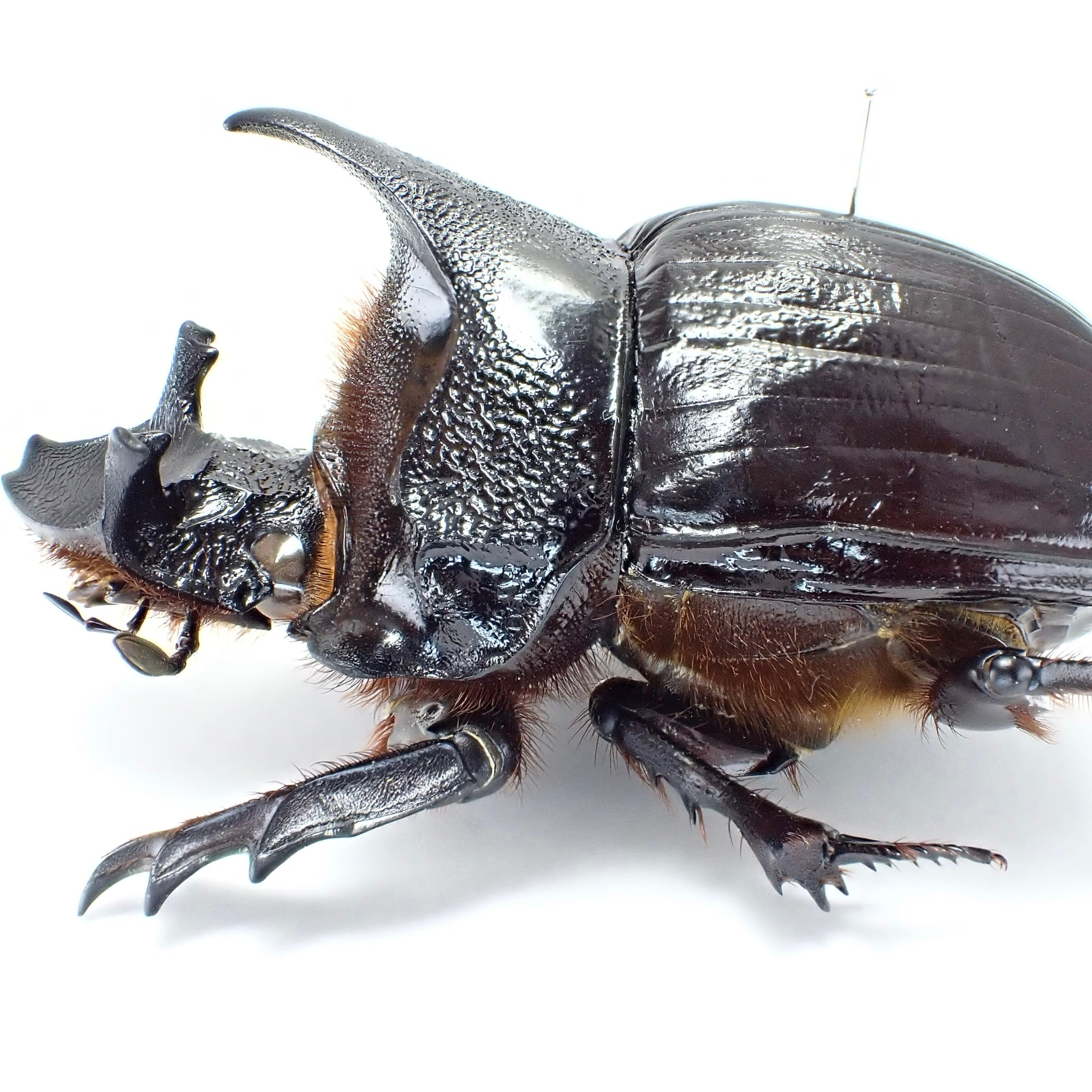 タイ産 Heliocopris dominus ♂♀ 63mm/63mm | 昆虫標本 Diggers & Rollers