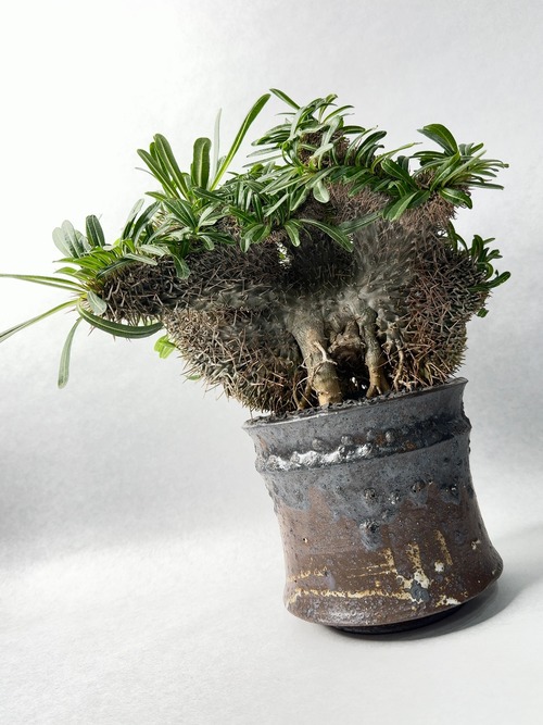 パキポディウム・ラメリー綴化