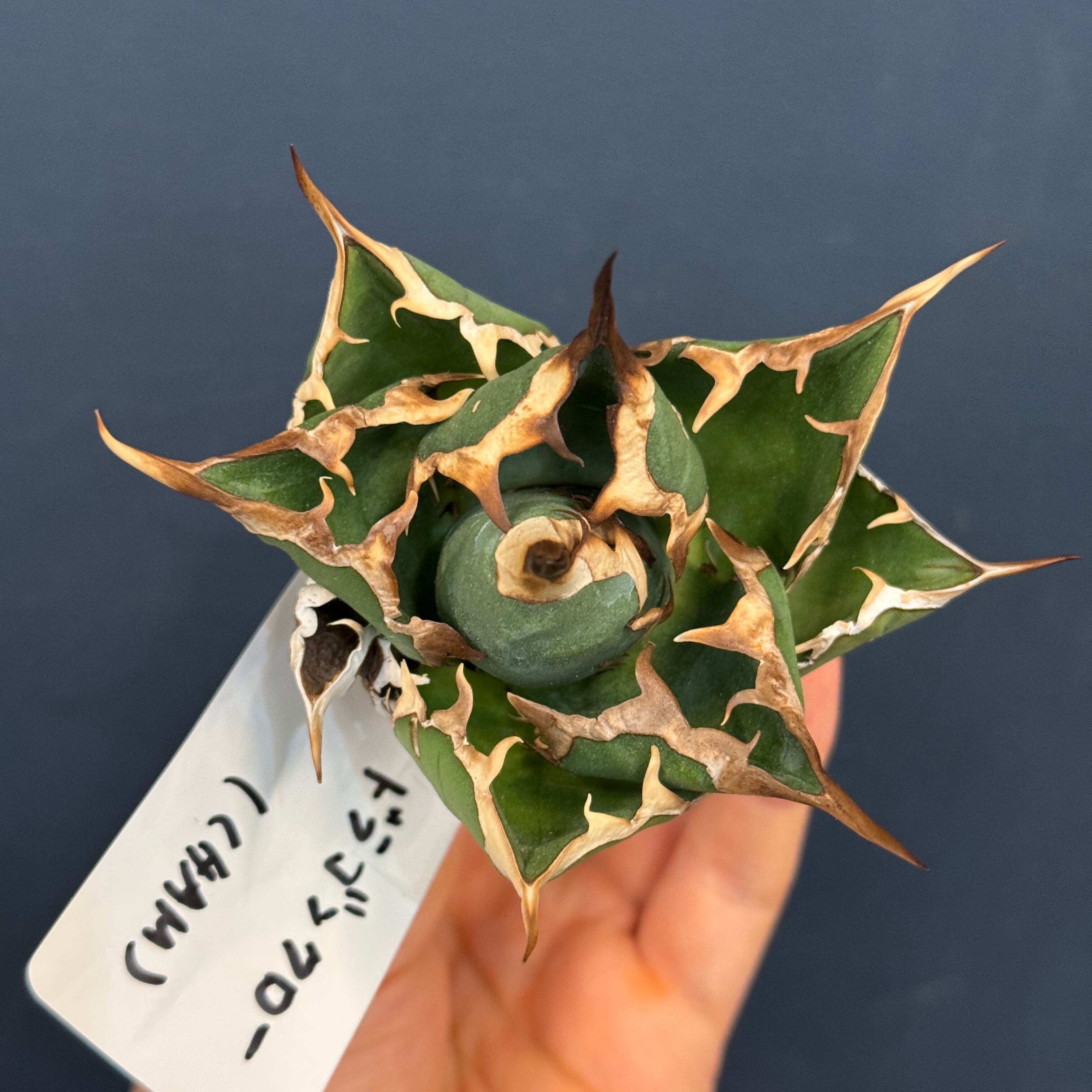 アガベ チタノタ ドラゴンクロー【879】 | PROTOLEAF プロトリーフ