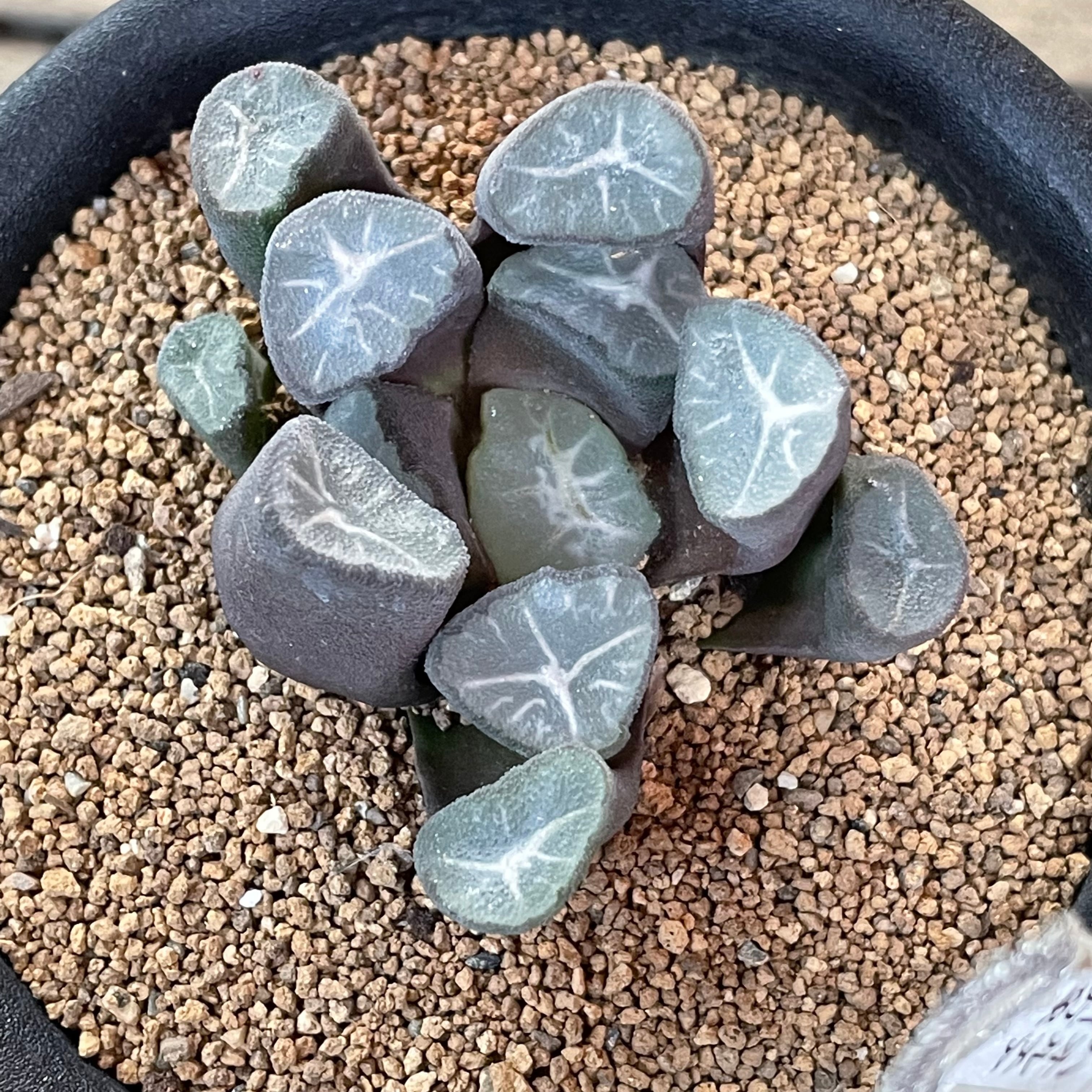 T)ハオルチア 爵川万象 | RuPo 多肉植物専門店