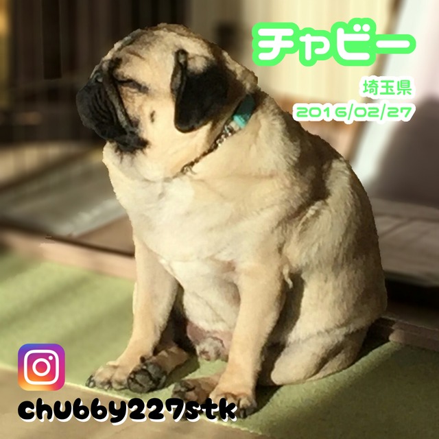 Poco 写真集 パグ座りするおパグたち 17 Pug Poco オリジナルグッズ 通販