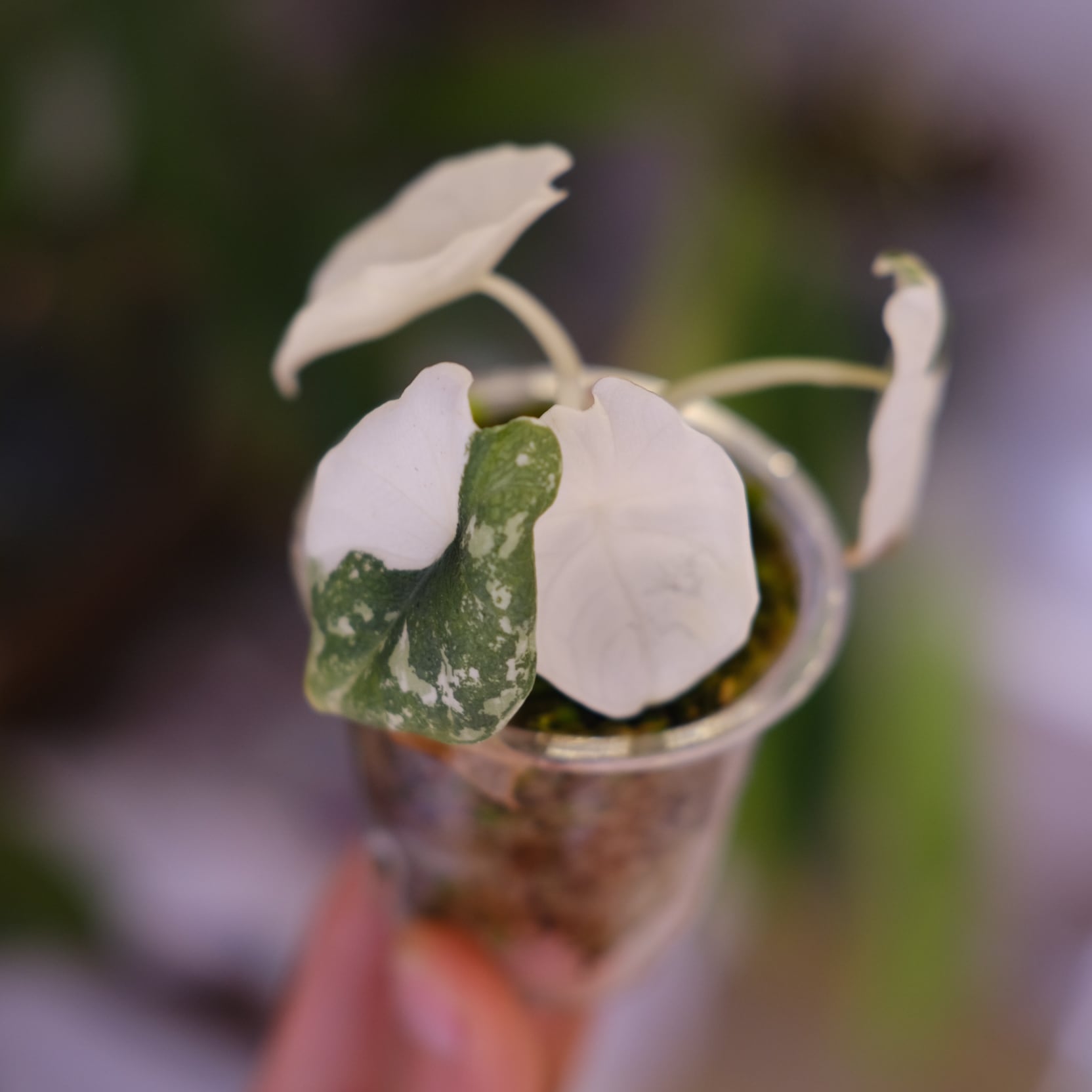 斑入りアロカシア / Premium Alocasia | tokyoplants / 観葉植物専門店