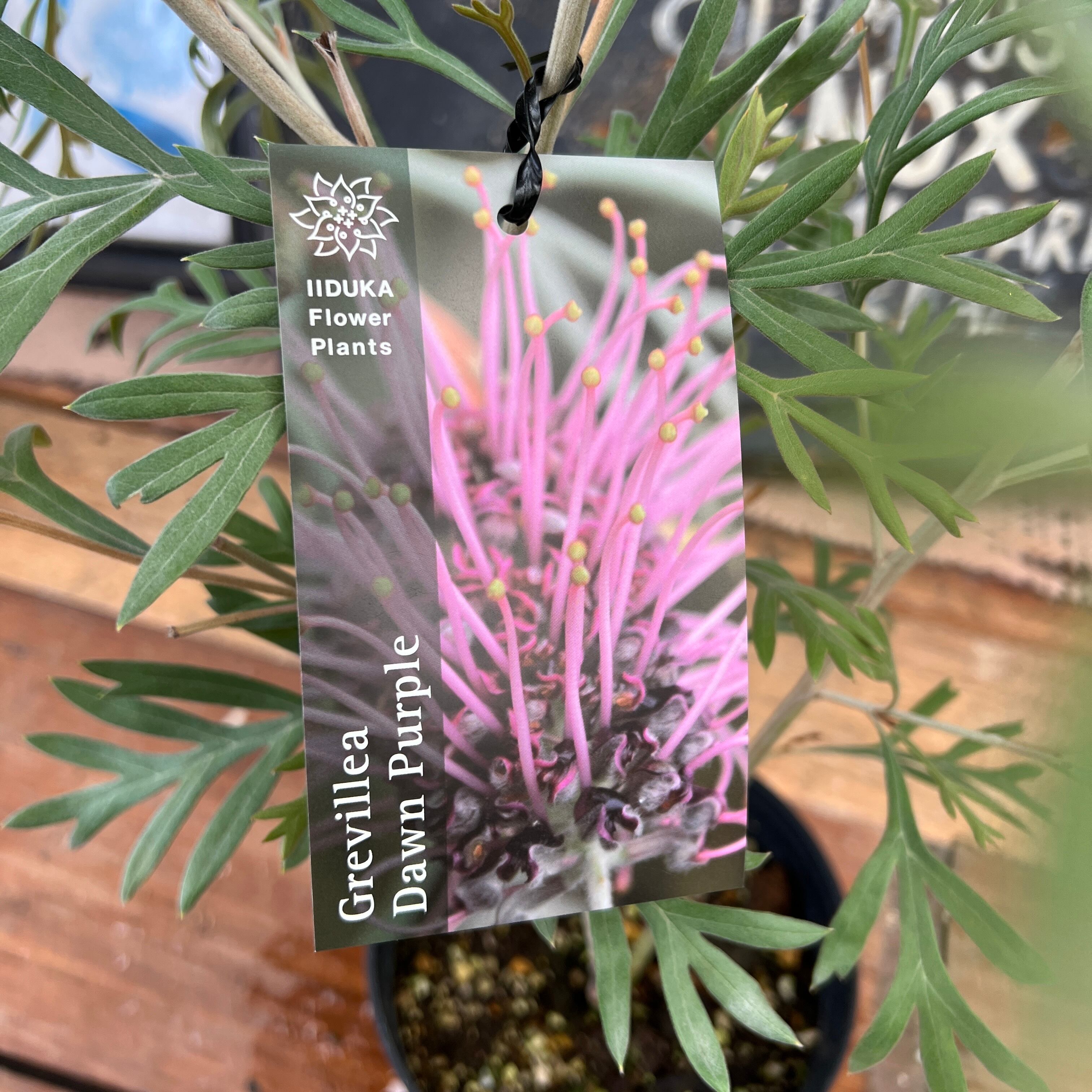 グレビレア ドーンパープル② | 沼ノ上農園