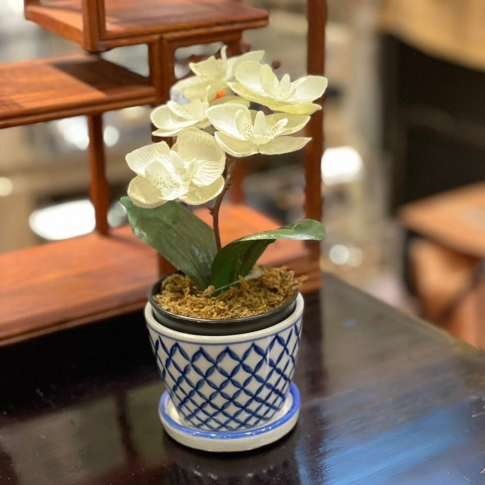 そば猪口型ミニ植木鉢 5種 底穴あり lhr514 受け皿 盆栽 多肉植物 塊根