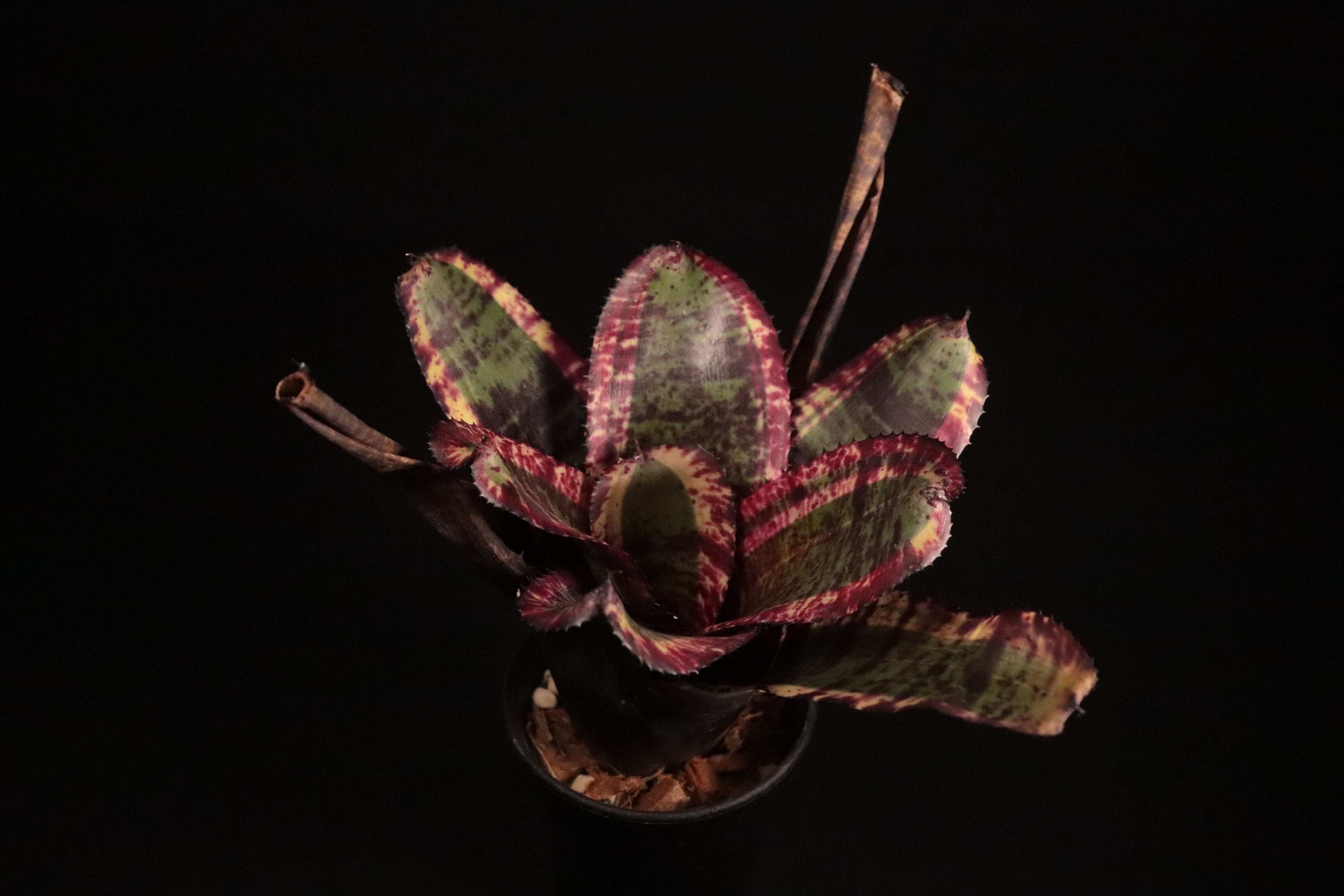 送料無料】Neoregelia 'Black Opal'〔ネオレゲリア〕現品発送N0500