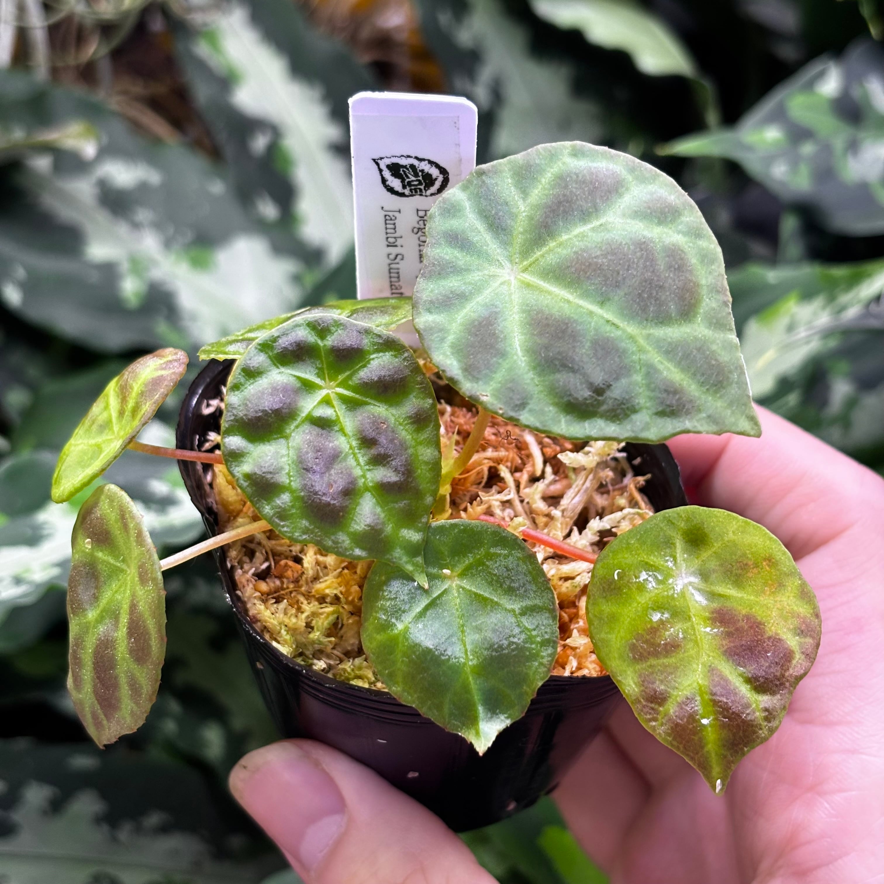 Begonia versicolor 原種ベゴニア ヴェルシコロール | 熱帯雨林植物