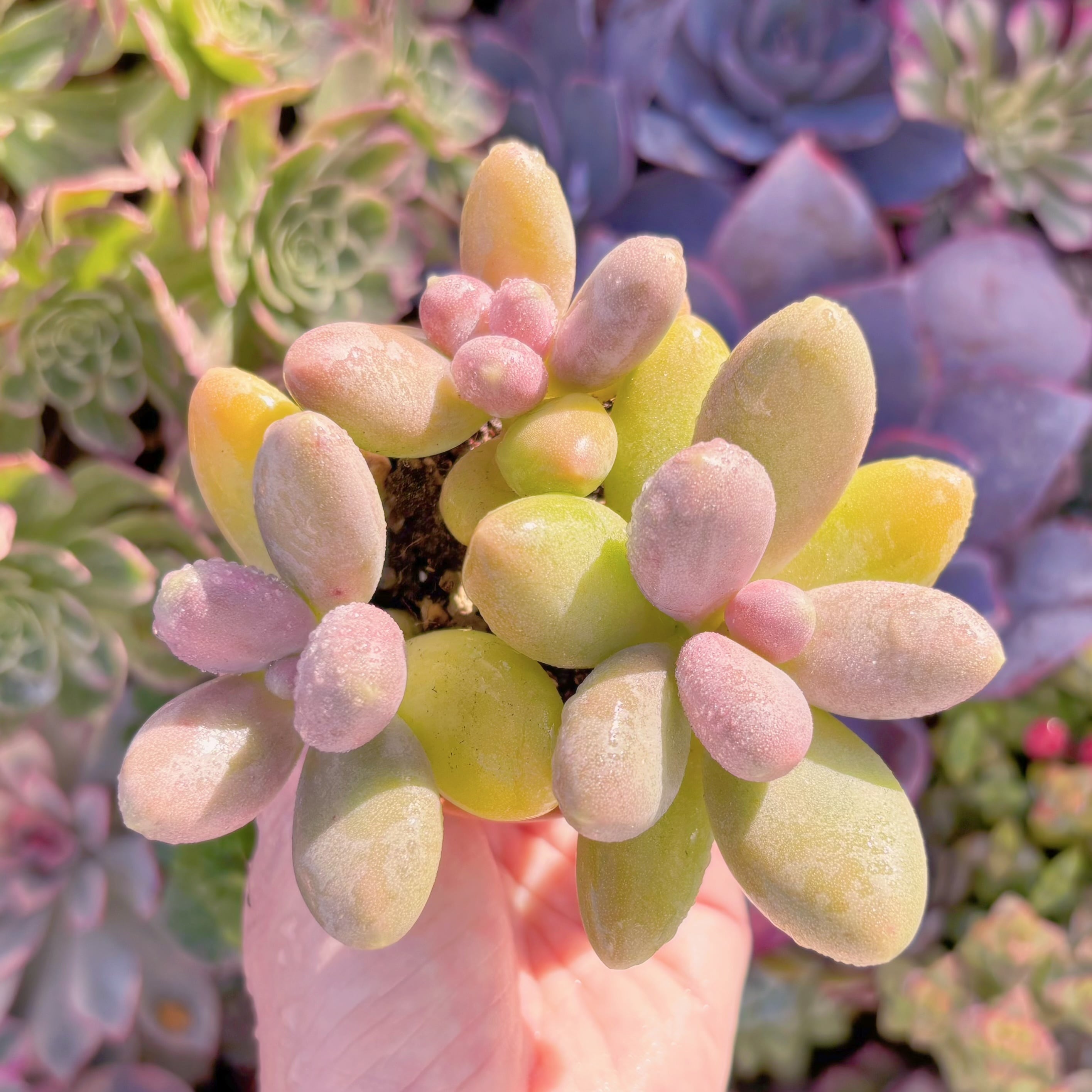 現品　砂糖美人#F045　群生　在庫僅少　るる農園