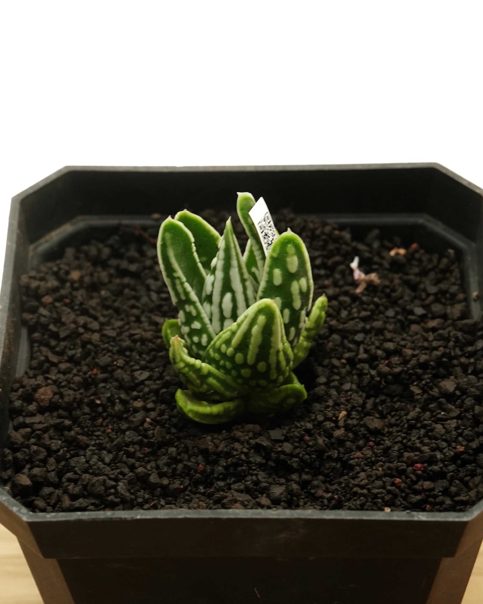 カット苗 ハオルチア 天使の泪 Haworthia 'Tenshi no Namida