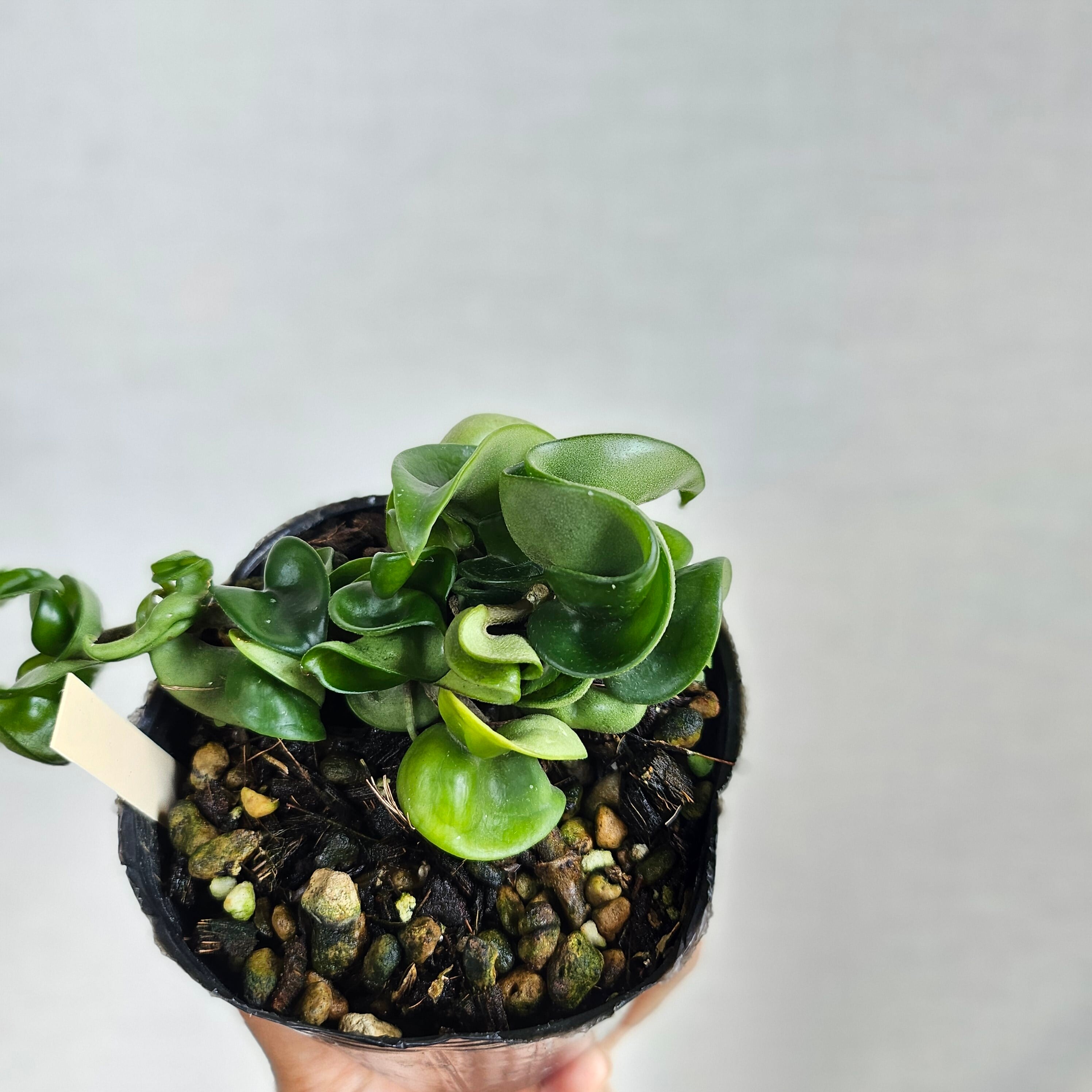 ③《ホヤ カルノーサ コンパクター》 Hoya carnosa 'Compacta' 観葉