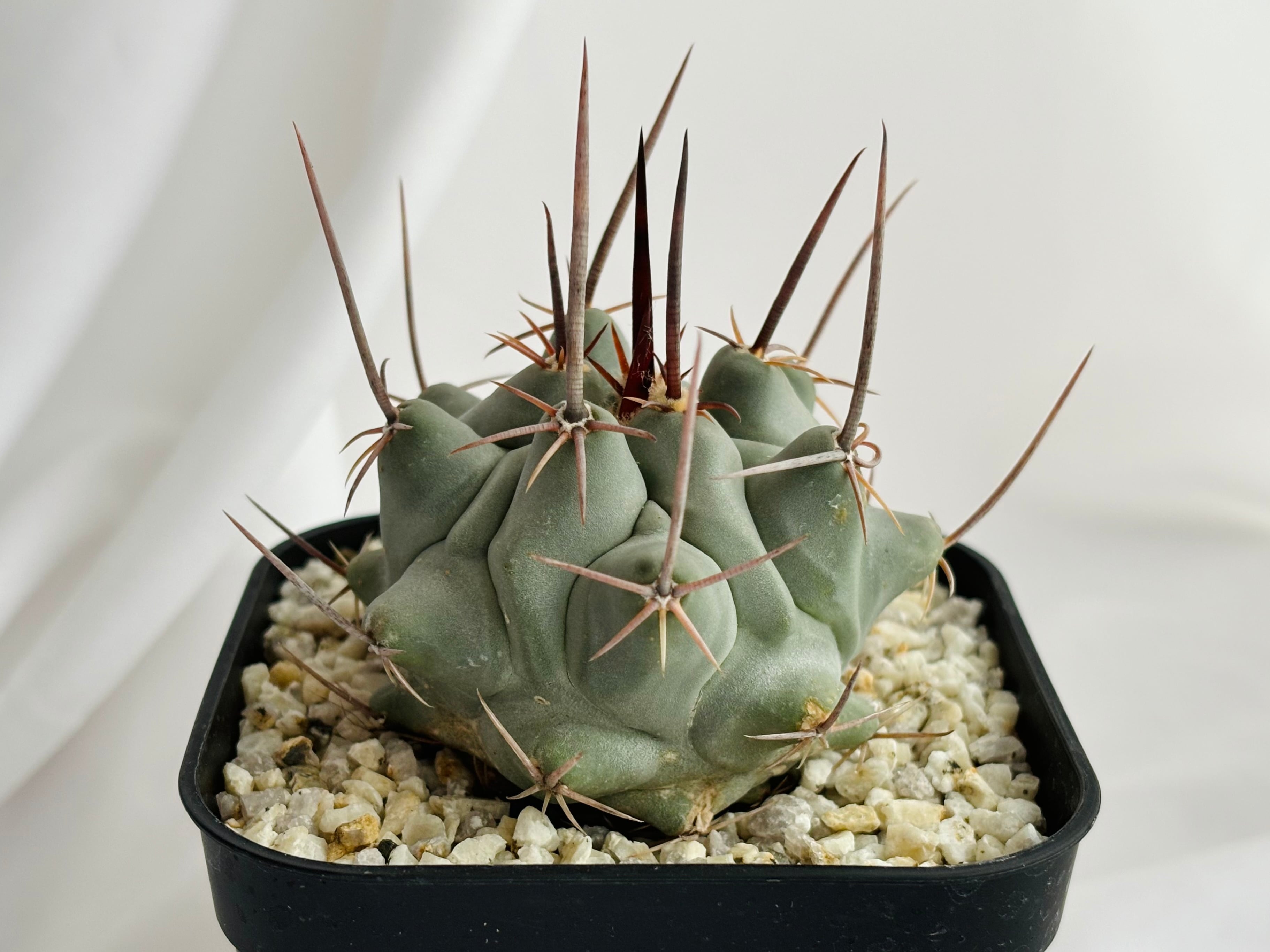 Thelocactus nidulans テロカクタス 鶴巣丸 サボテン | plants Thelocactus nidulans テロカクタス 鶴巣丸 サボテン | plants