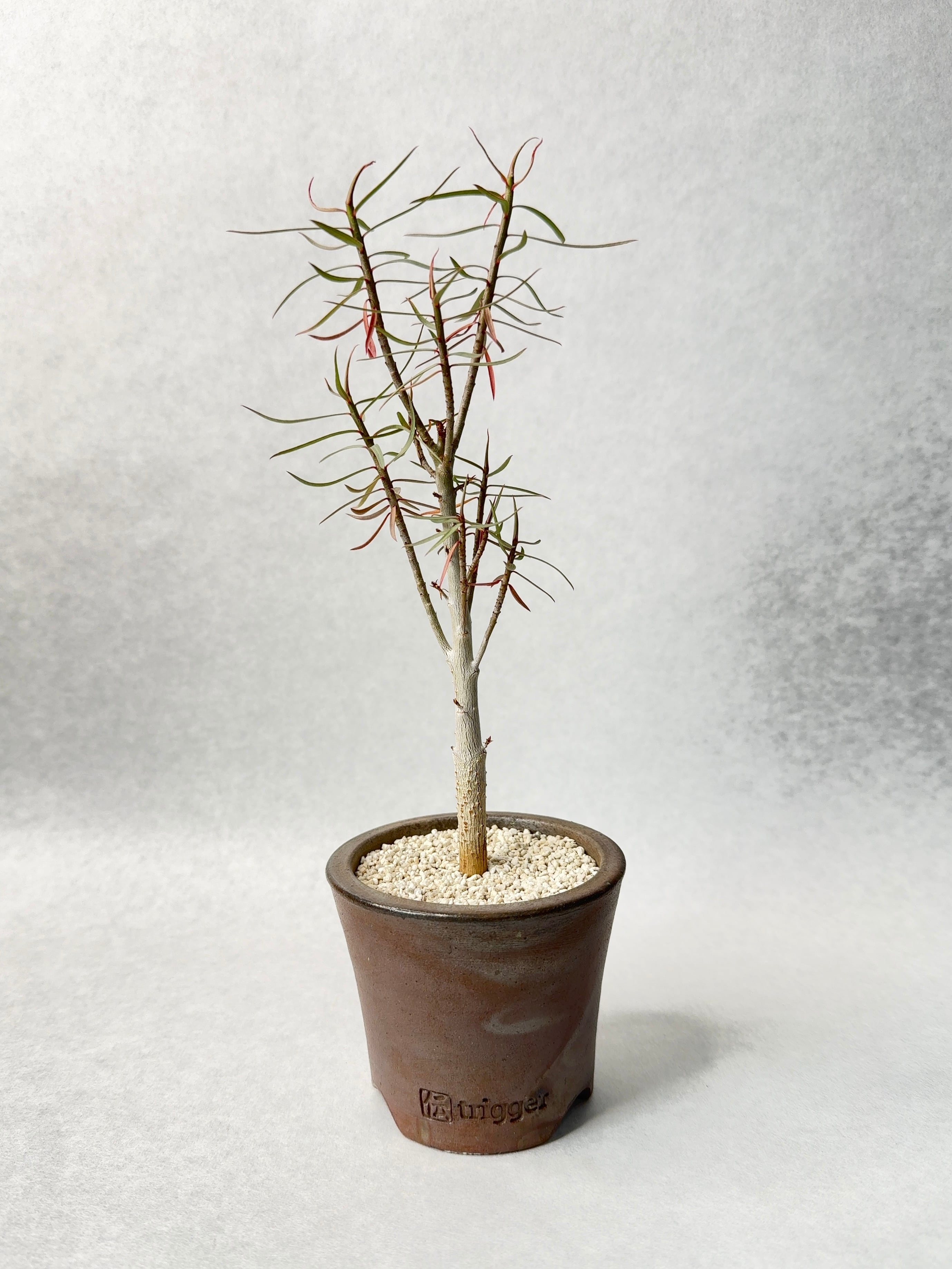 ユーフォルビア・バルサミフェラ | trigger