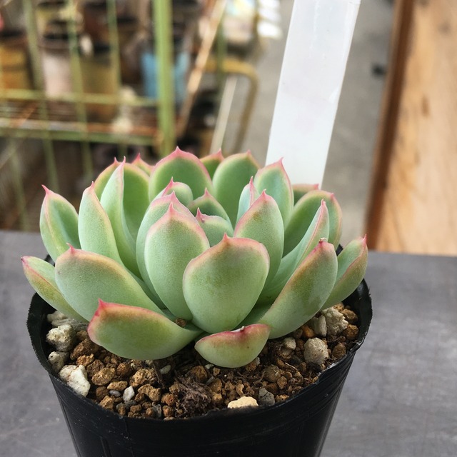 花月夜 Rupo 多肉植物専門店