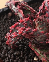 抜き苗 アロエ TCT グロリアスドラゴン Aloe 'Glorious Dragon'