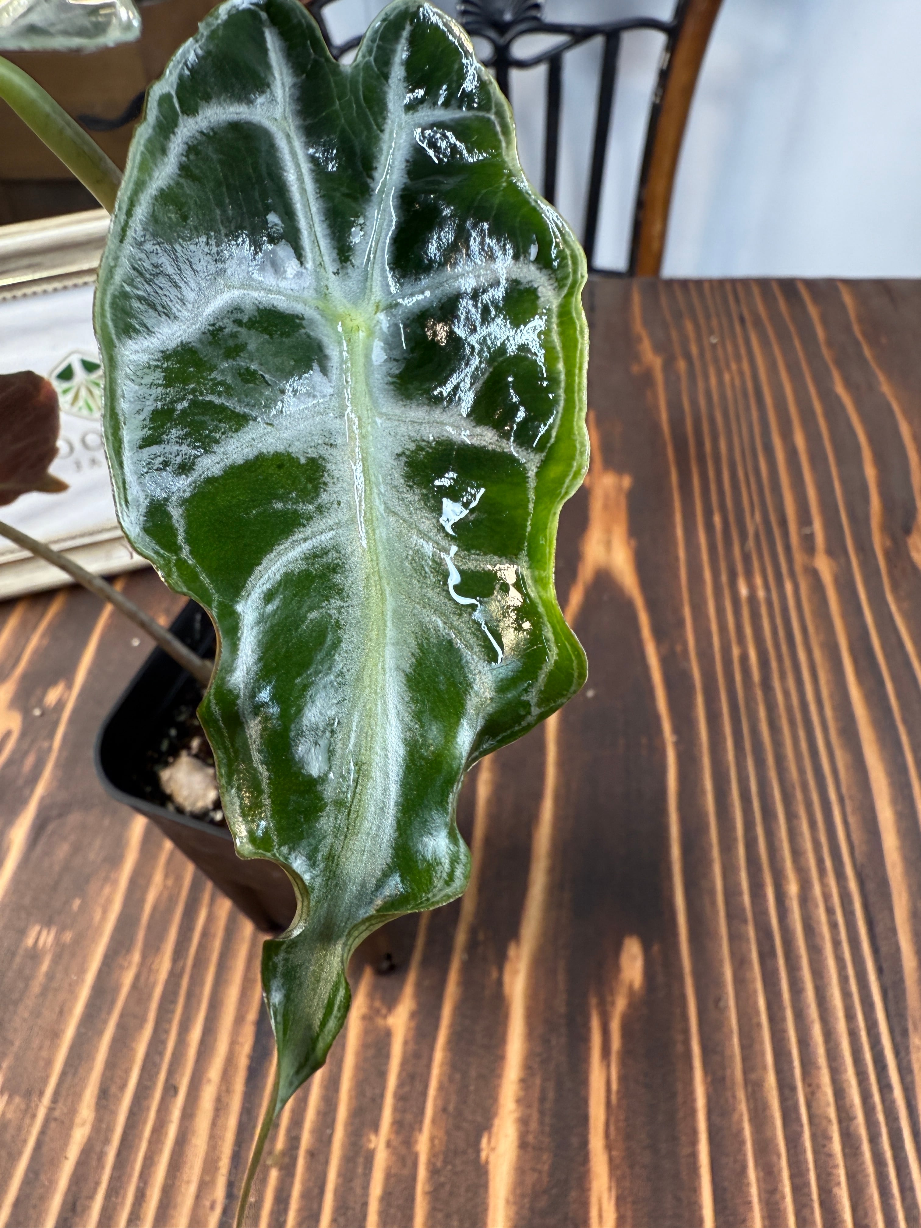 ゆ*い様 アロカシア ヴェノム ☆1932【希少種】アロカシア ヴェノム（2.5号ロング硬質ポット）※送料