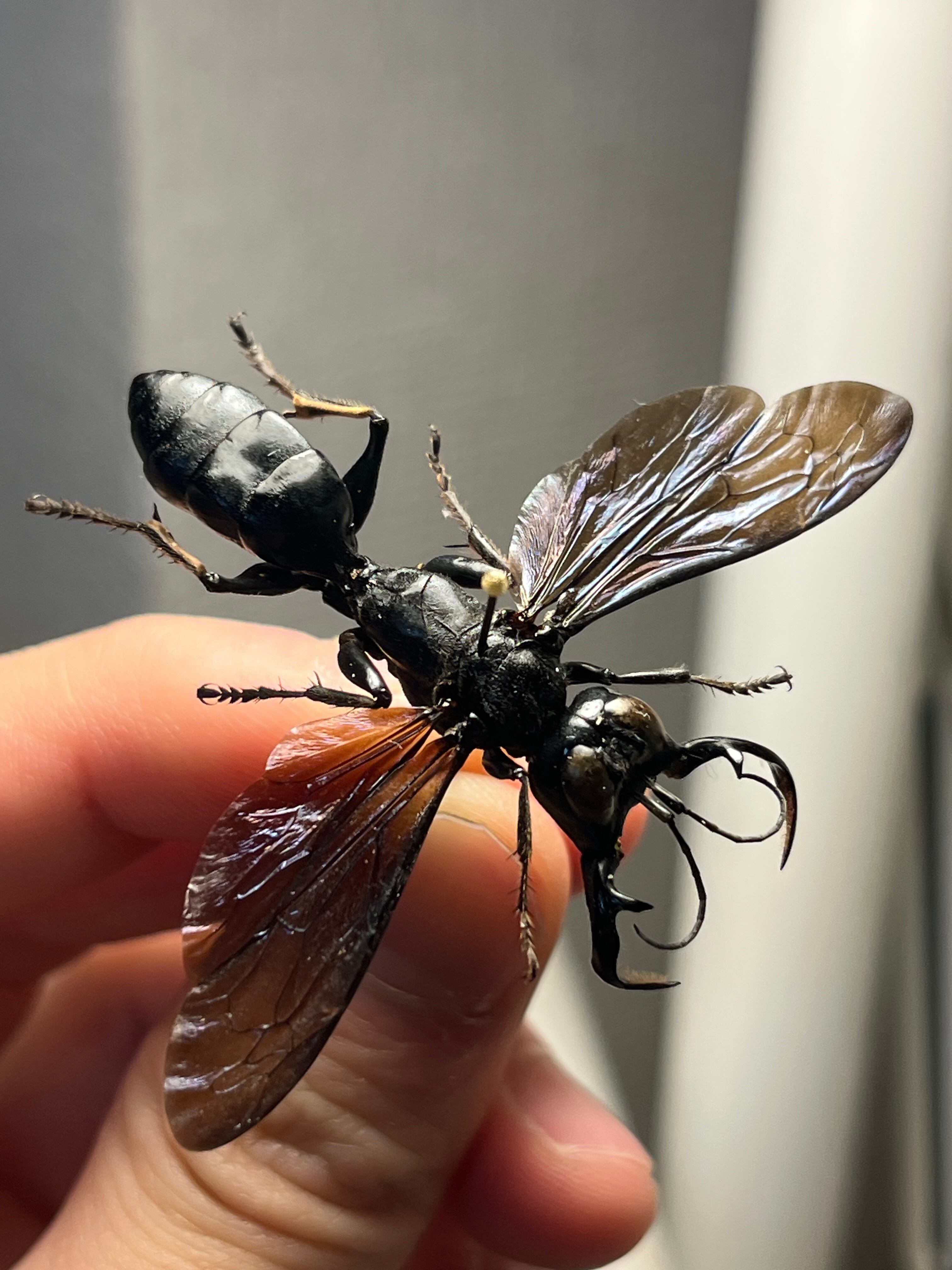 【蠅最大級】ベルゼバブのようなムシヒキアブ科の一種 標本 メガララ ガルーダ 大顎44mm】メガララガルーダ ハチ蜂スズメバチタランチュラホーク 昆虫