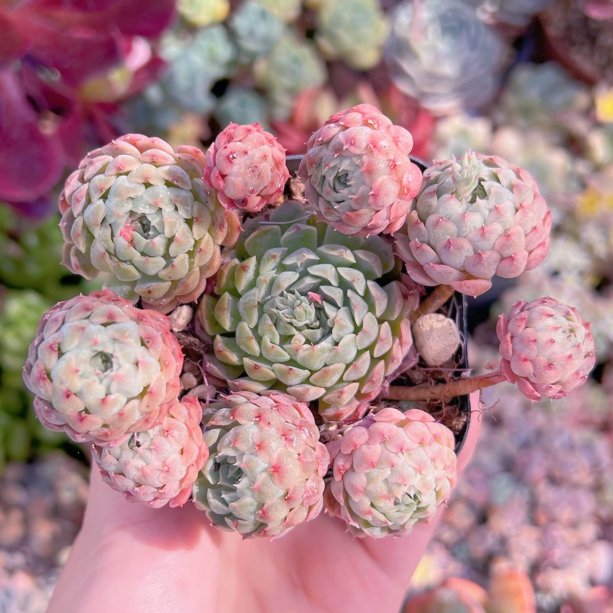 現品　ハチミツボール#729　るる農園