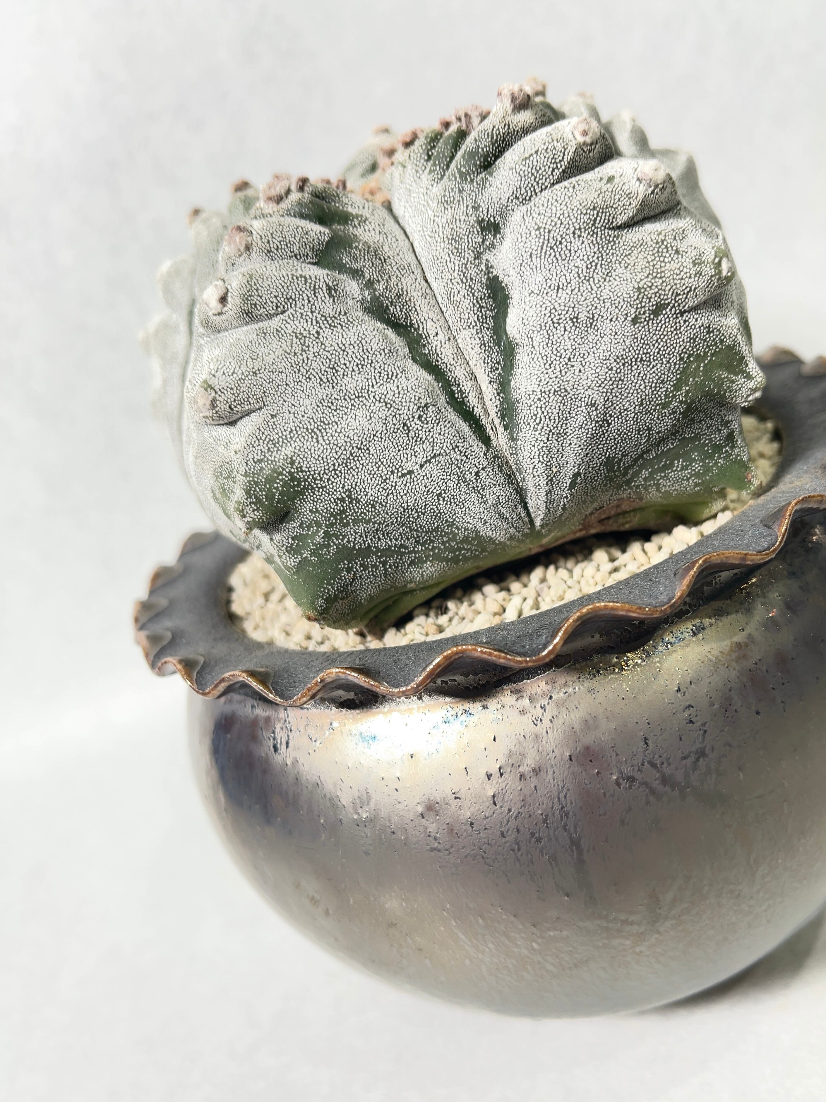 アストロフィツム・肋骨鸞鳳玉 | trigger